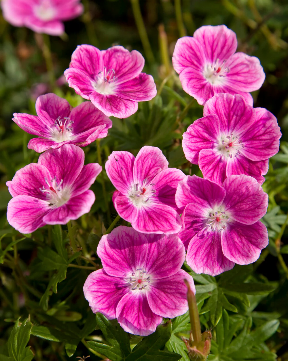 Geranium 'Elke' - Image 6