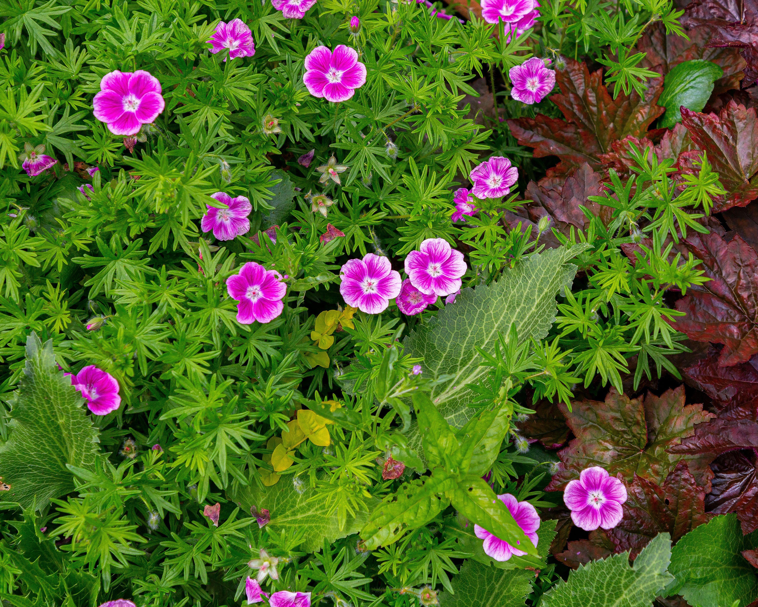 Geranium 'Elke' - Image 7