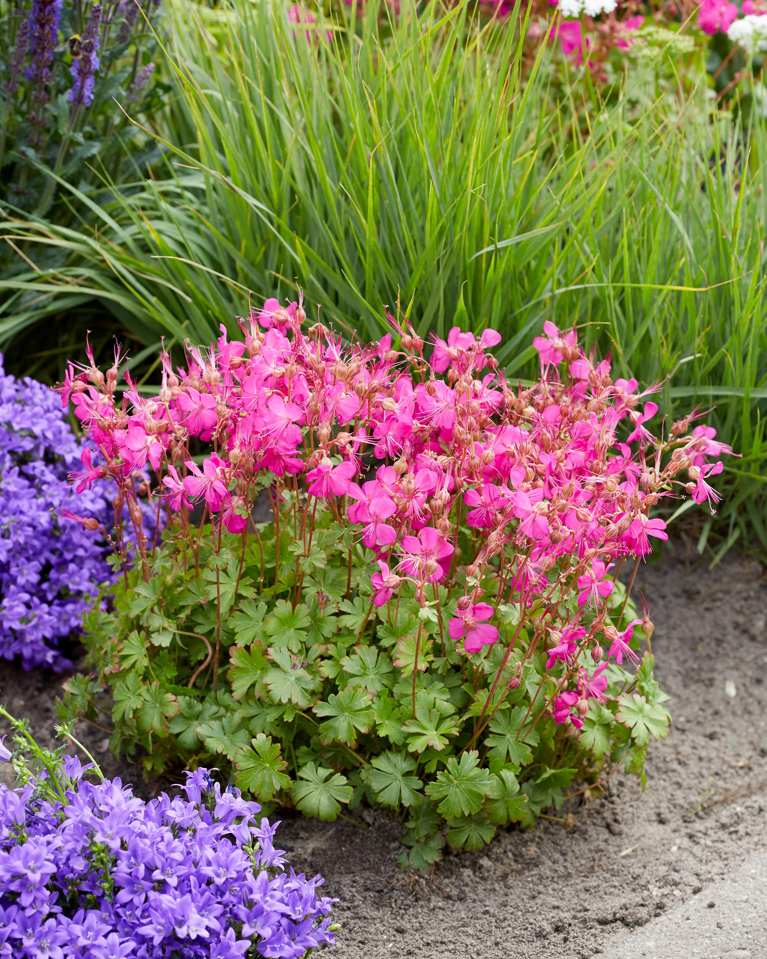 Geranium 'Intense' - Image 3