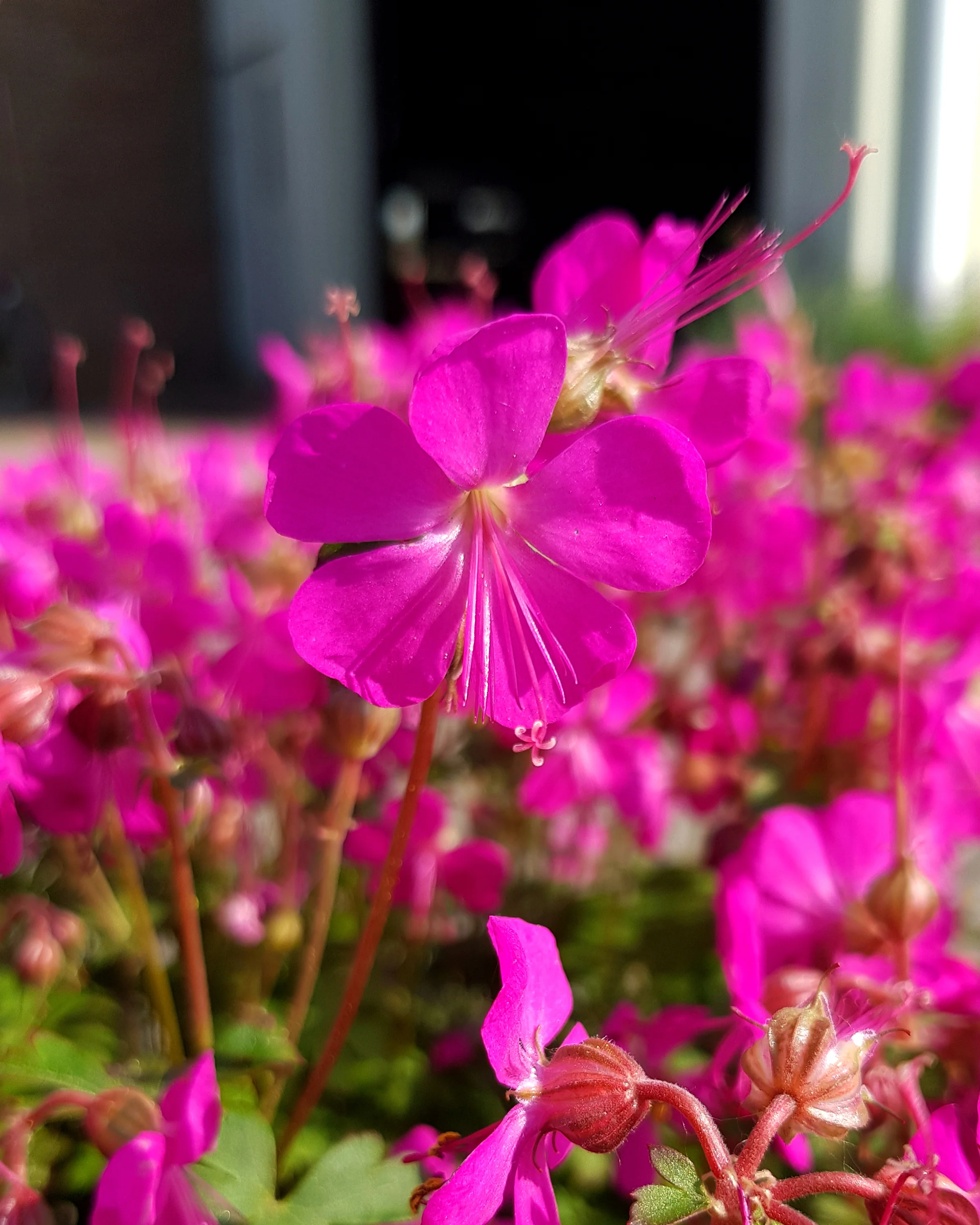 Geranium 'Intense' - Image 5