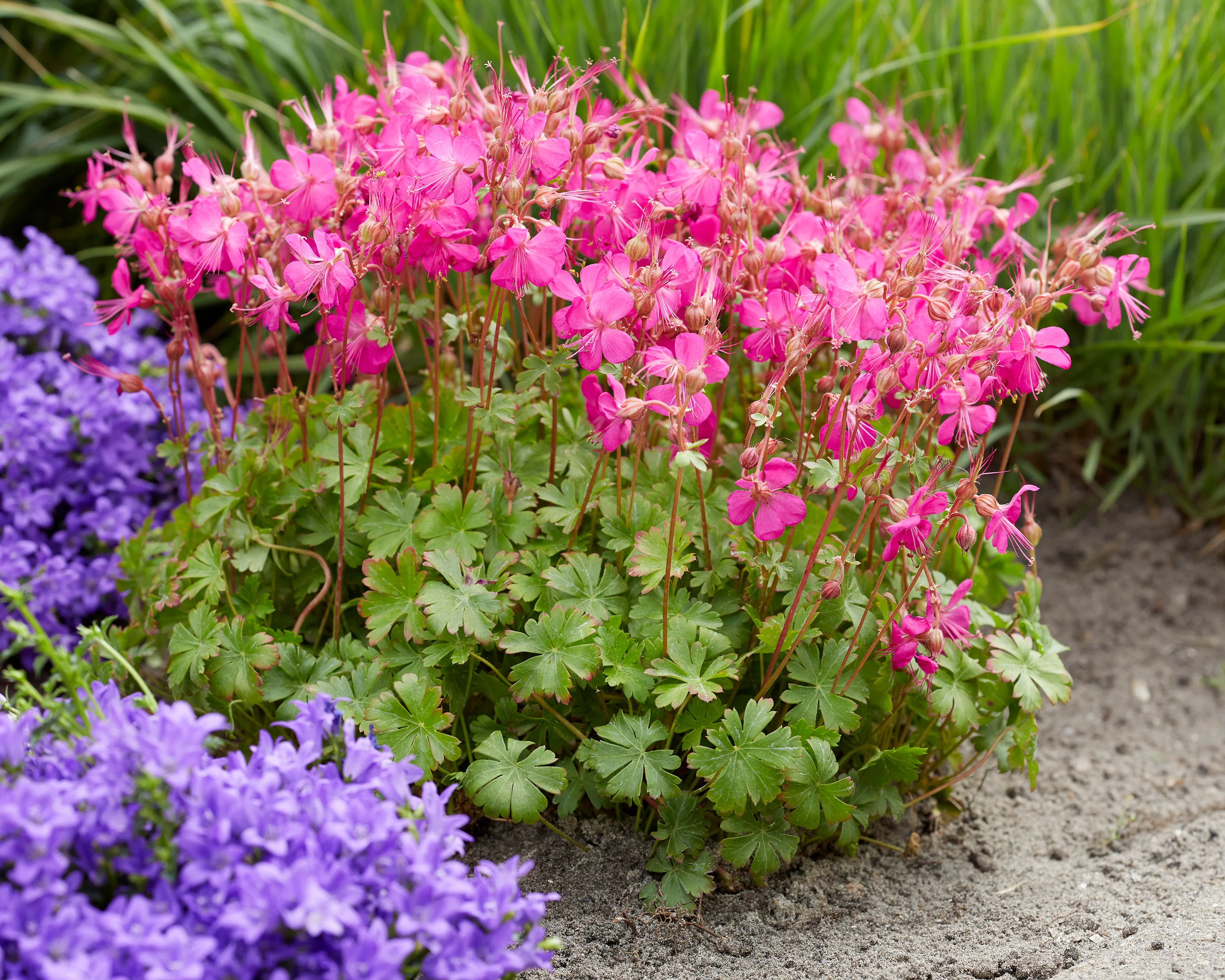 Geranium 'Intense' - Image 6