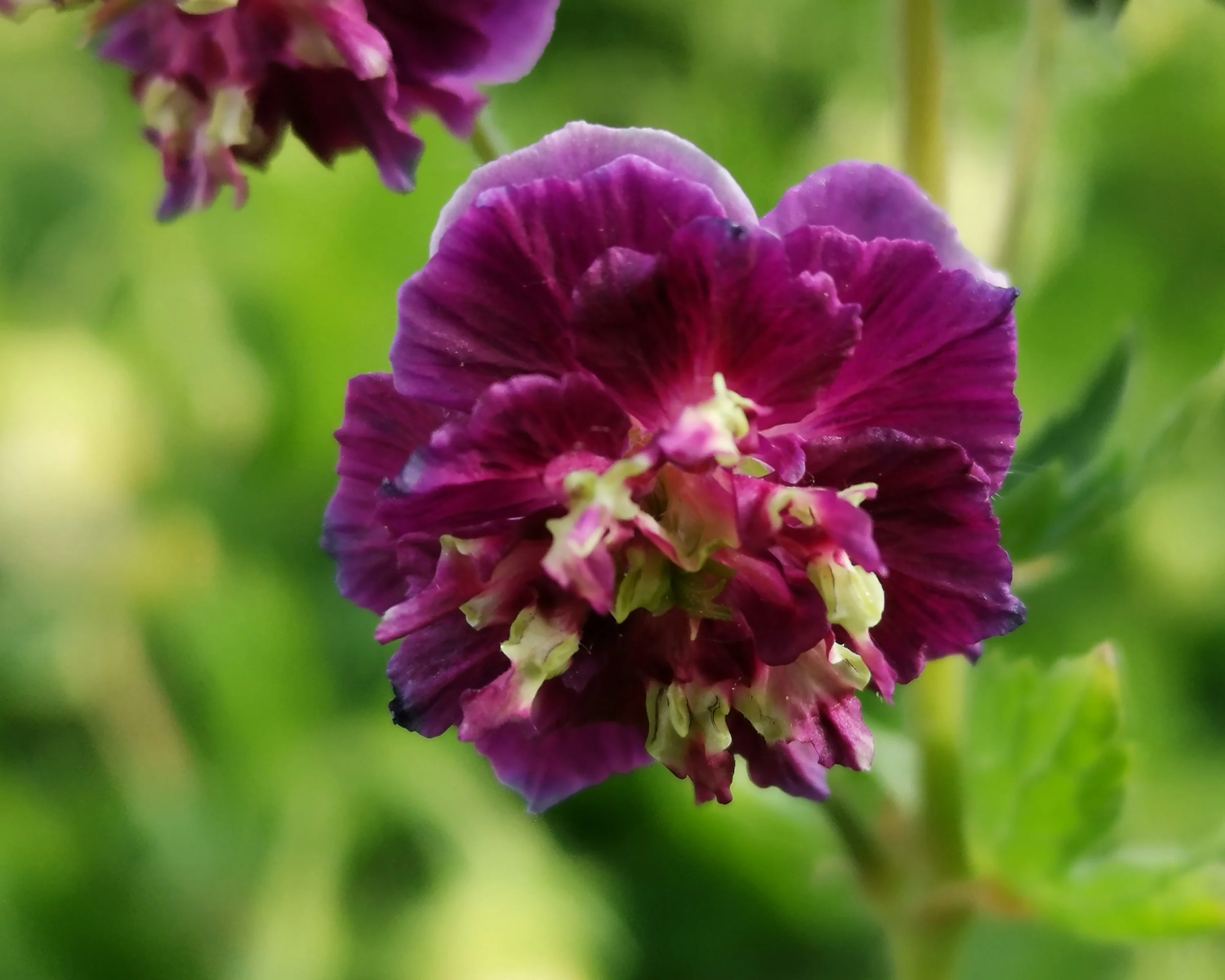Geranium 'Joseph Green' - Image 3