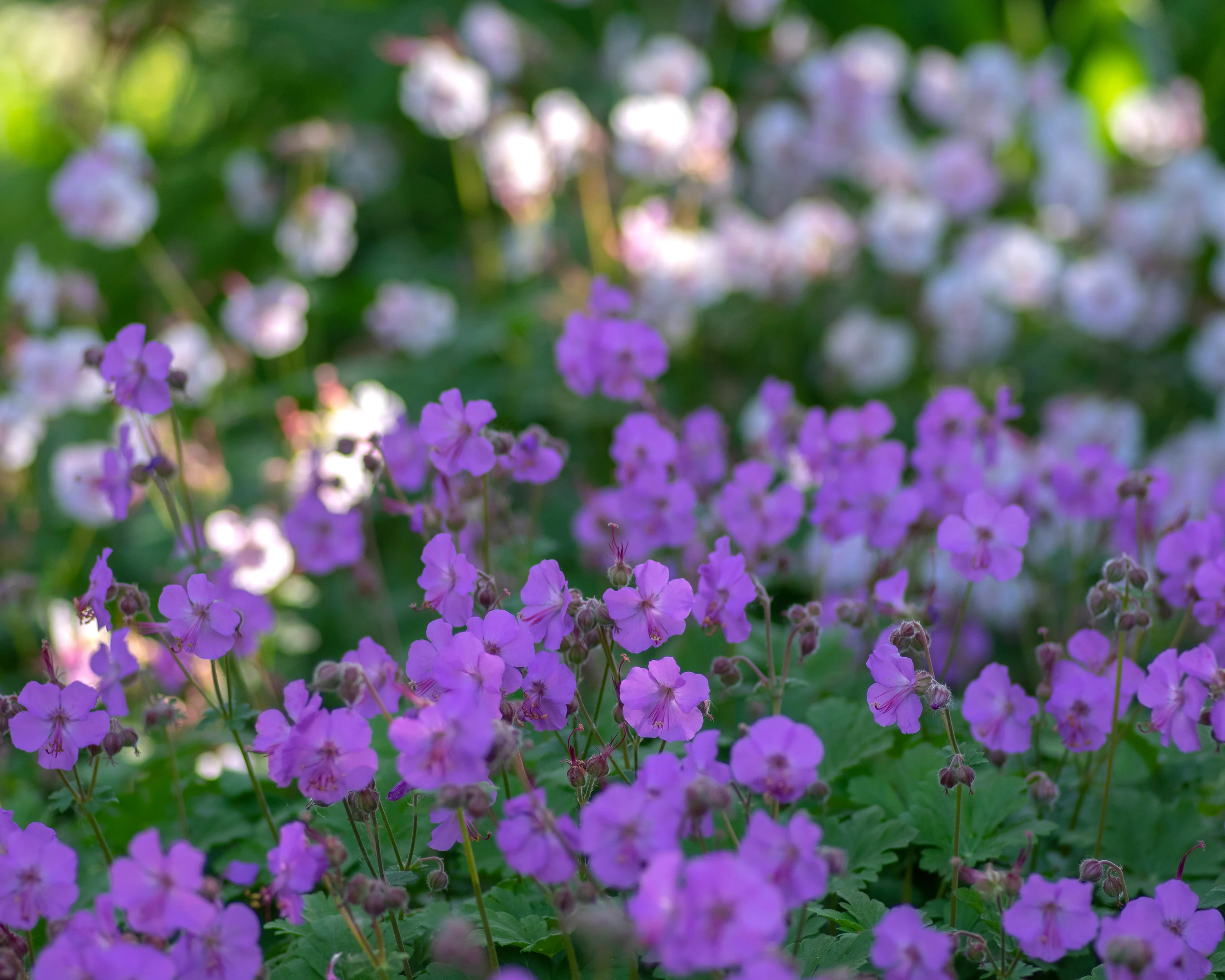 Geranium 'Karmina' - Image 3