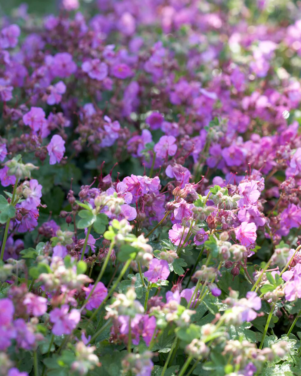 Geranium 'Karmina' - Image 5