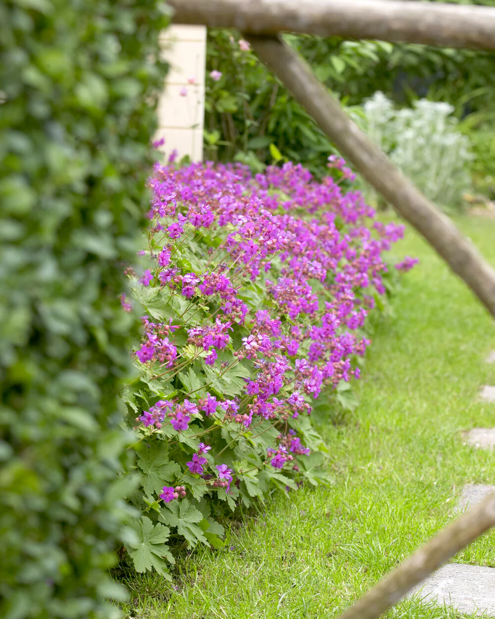 Geranium 'Karmina' - Image 7