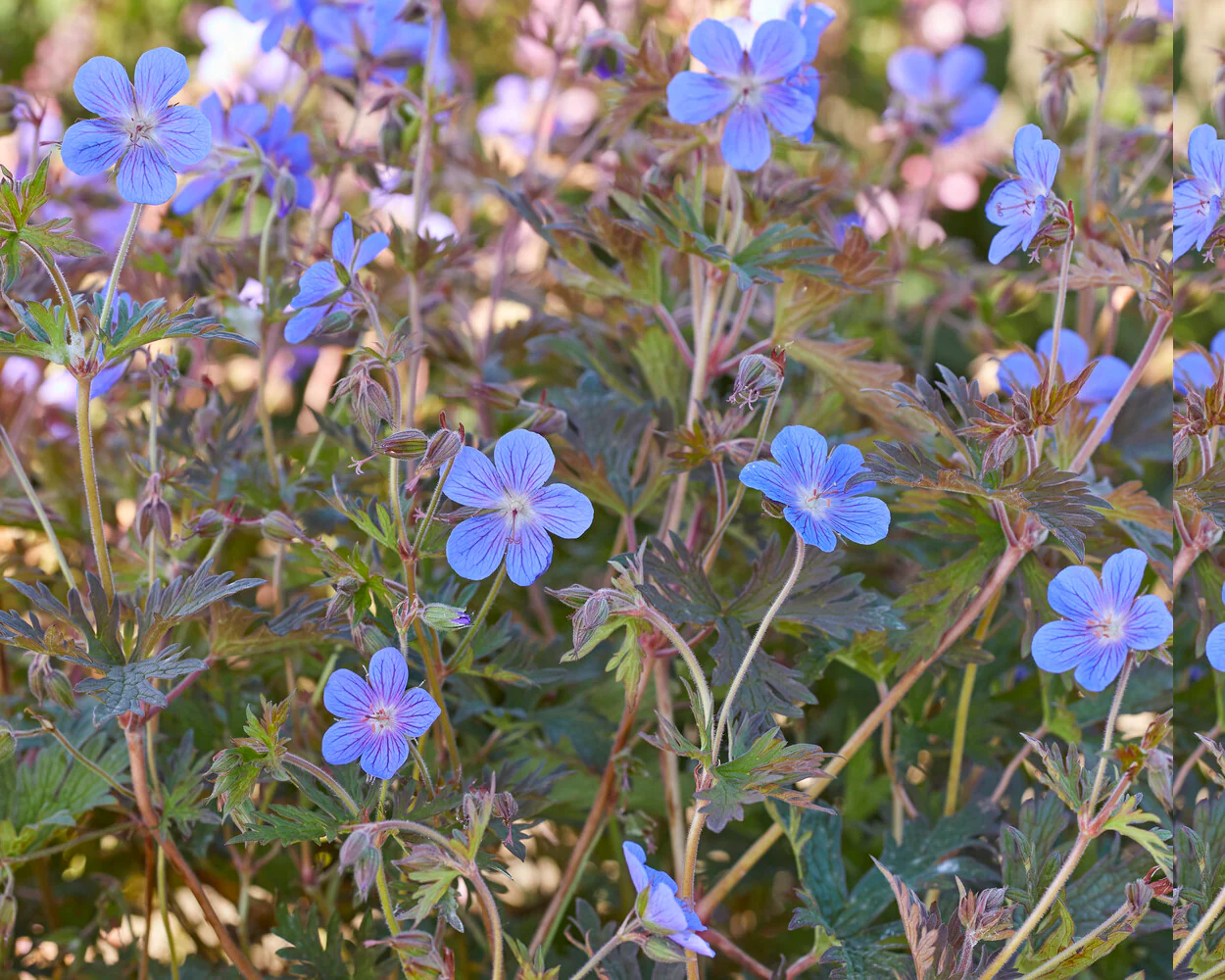 Geranium 'Kaya' - Image 4