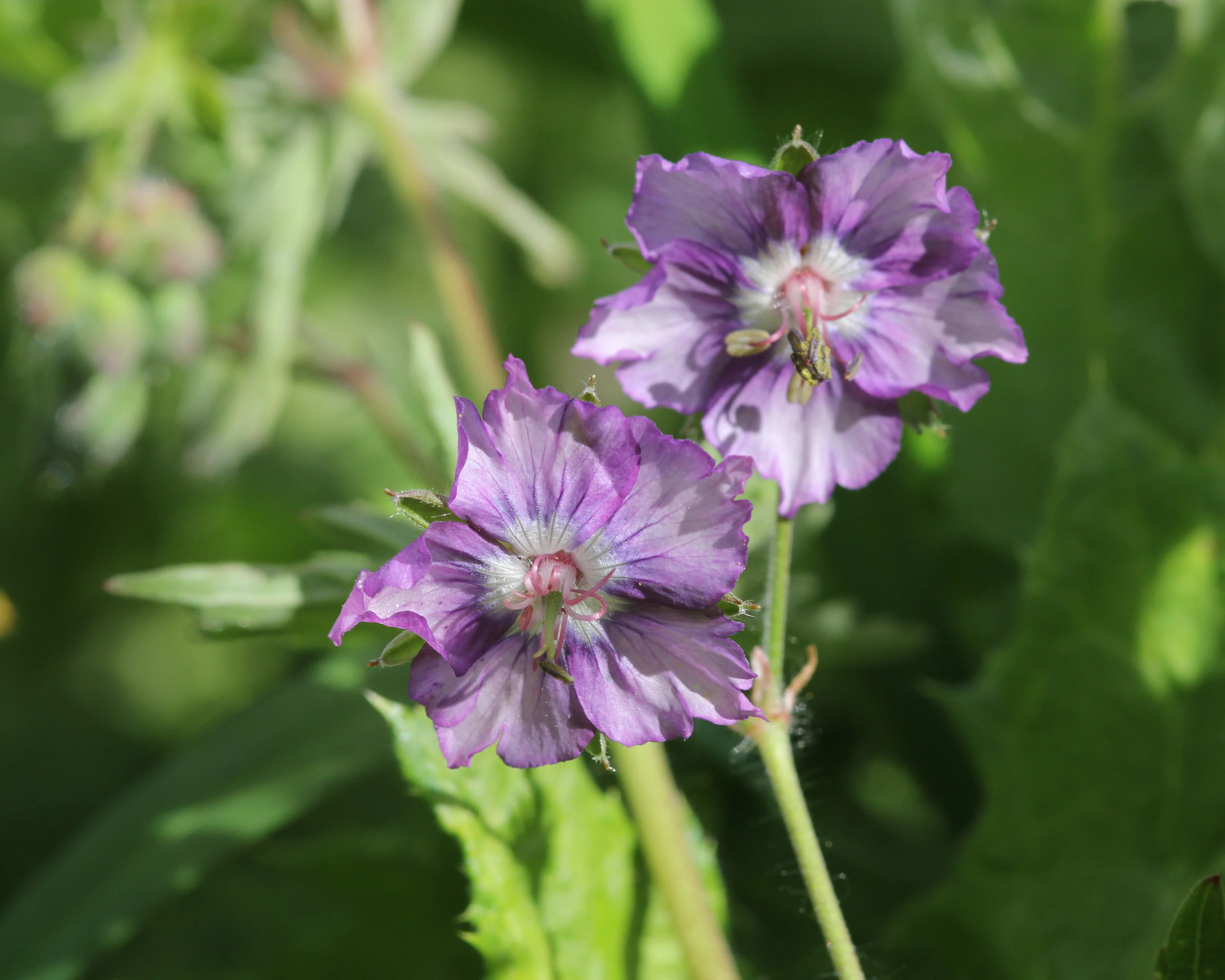 Geranium 'Kora' - Image 3