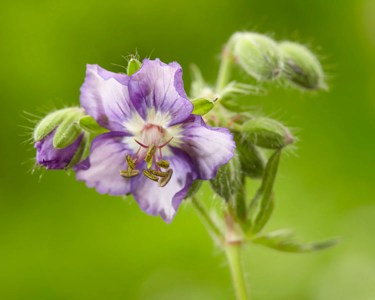 Geranium 'Kora' - Image 6