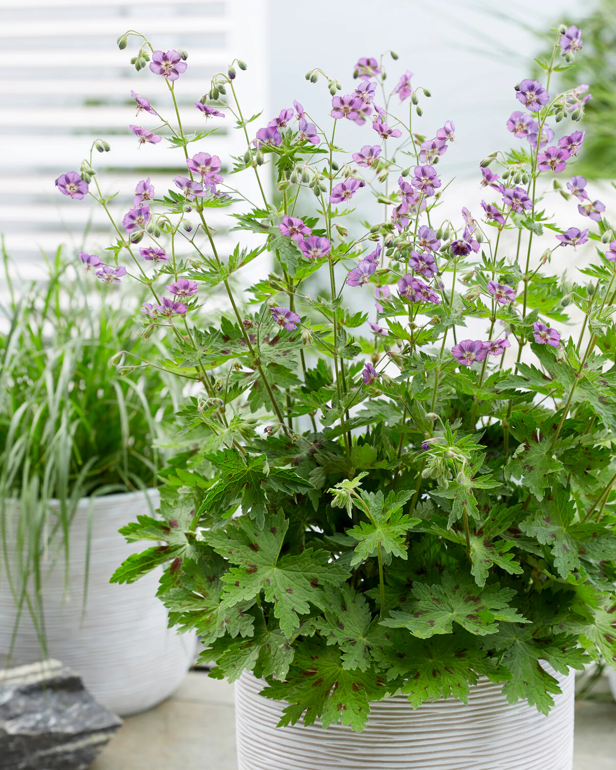 Geranium 'Kora' - Image 9