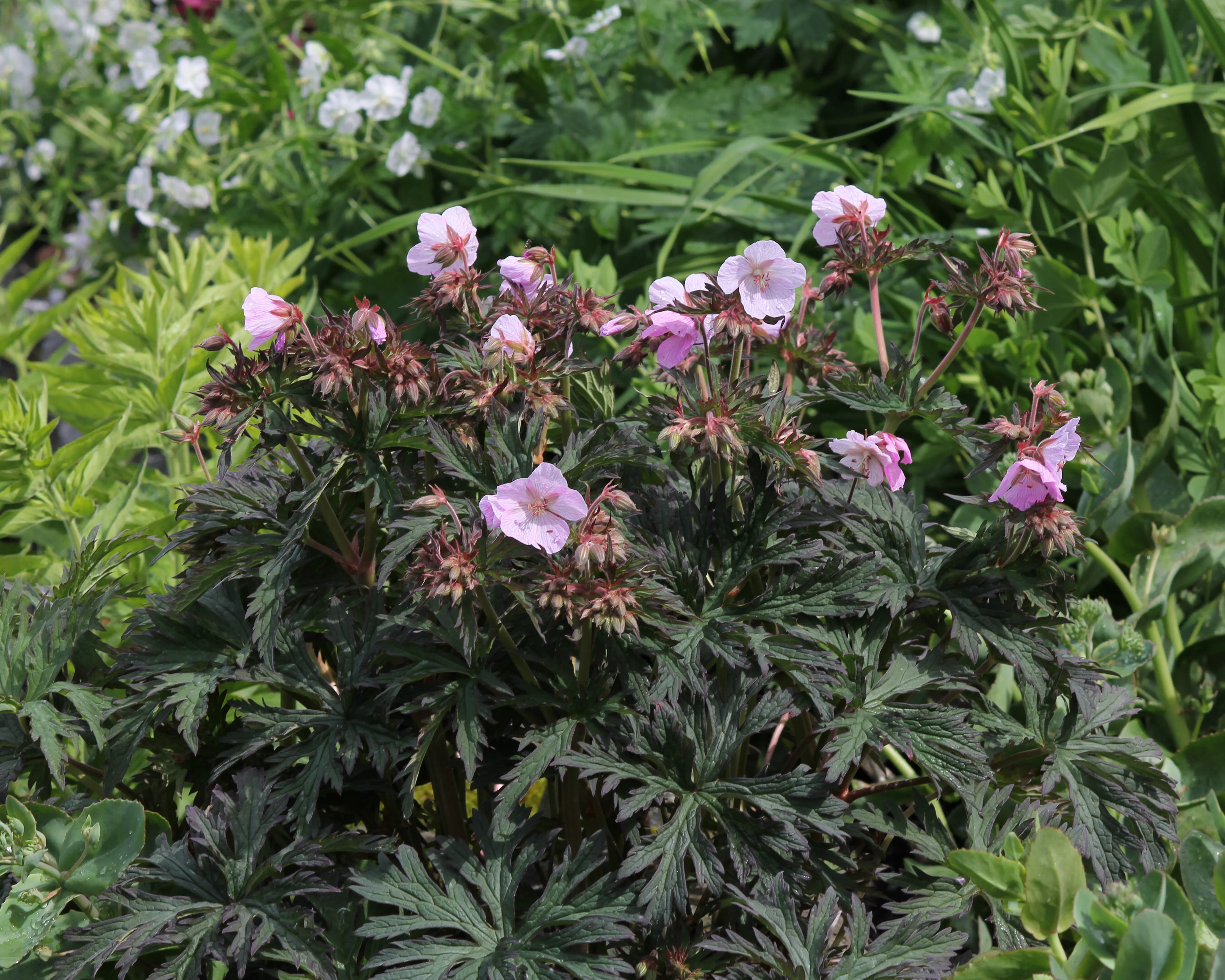 Geranium 'Pink Coffee' - Image 3