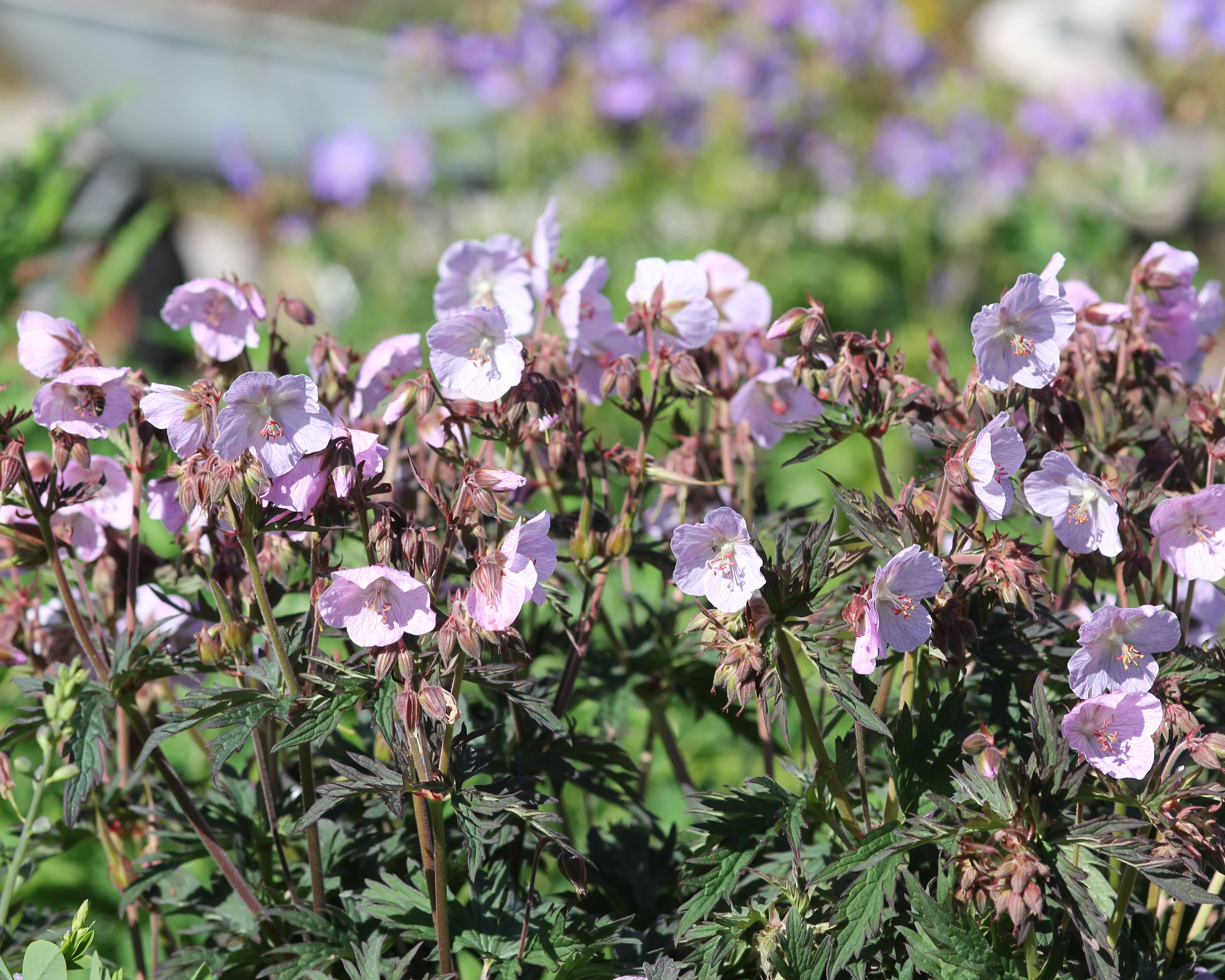 Geranium 'Pink Coffee' - Image 4