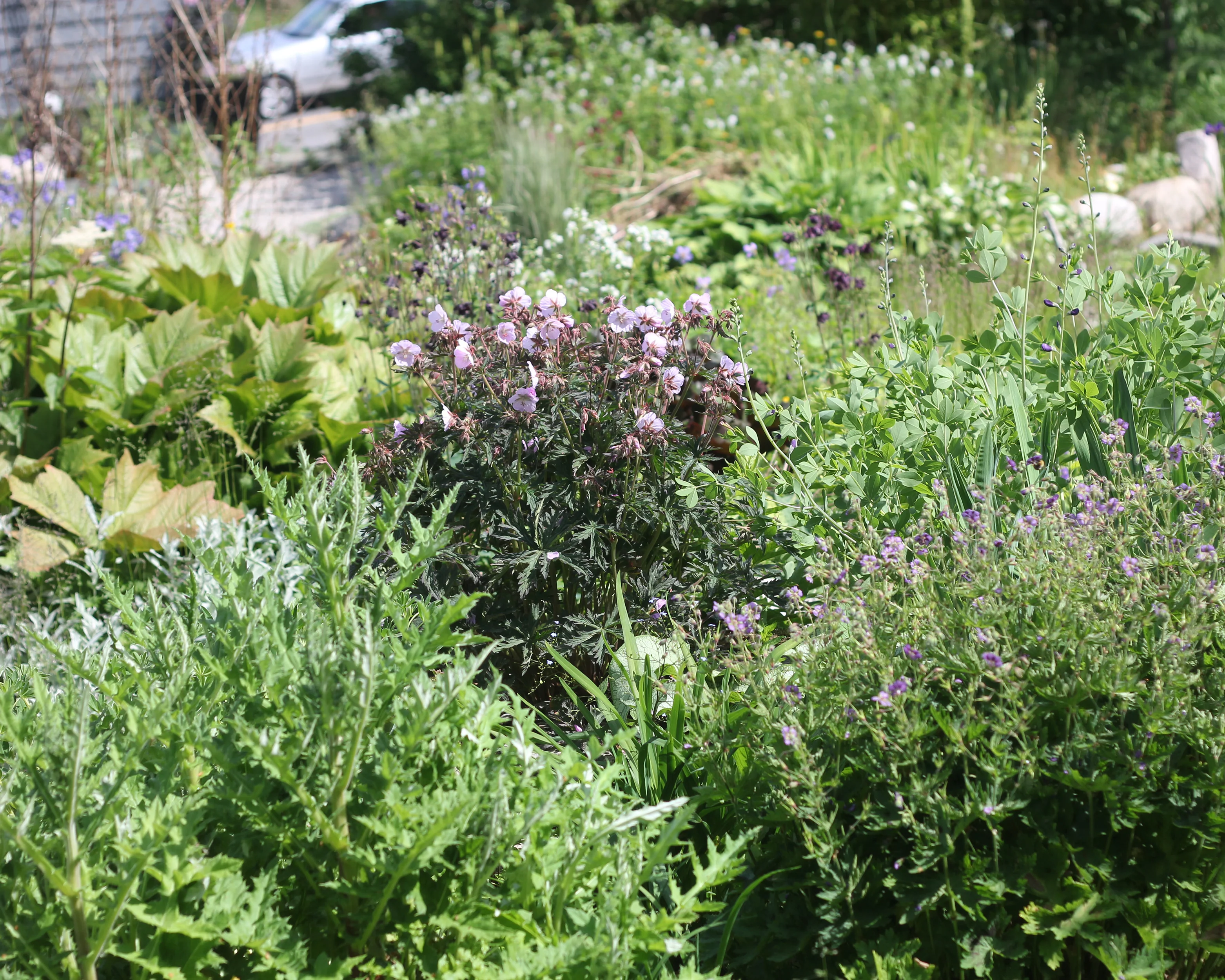 Geranium 'Pink Coffee' - Image 5