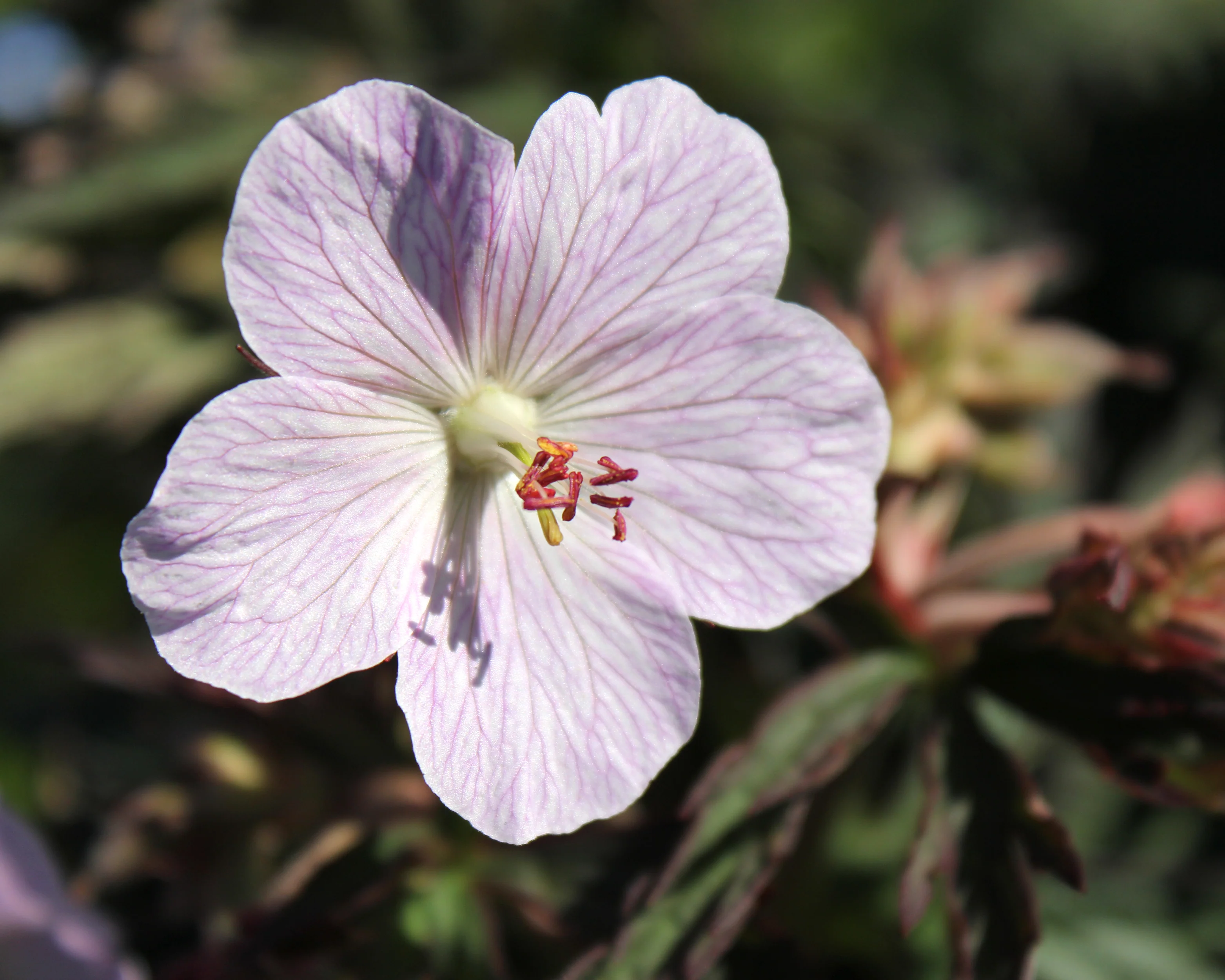 Geranium 'Pink Coffee' - Image 6
