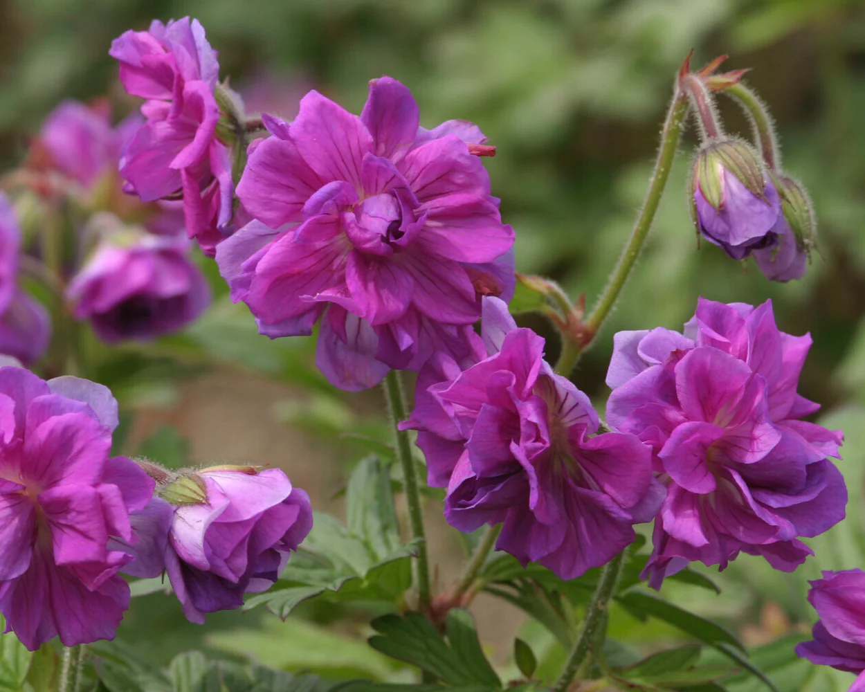 Geranium 'Plenum' - Image 3