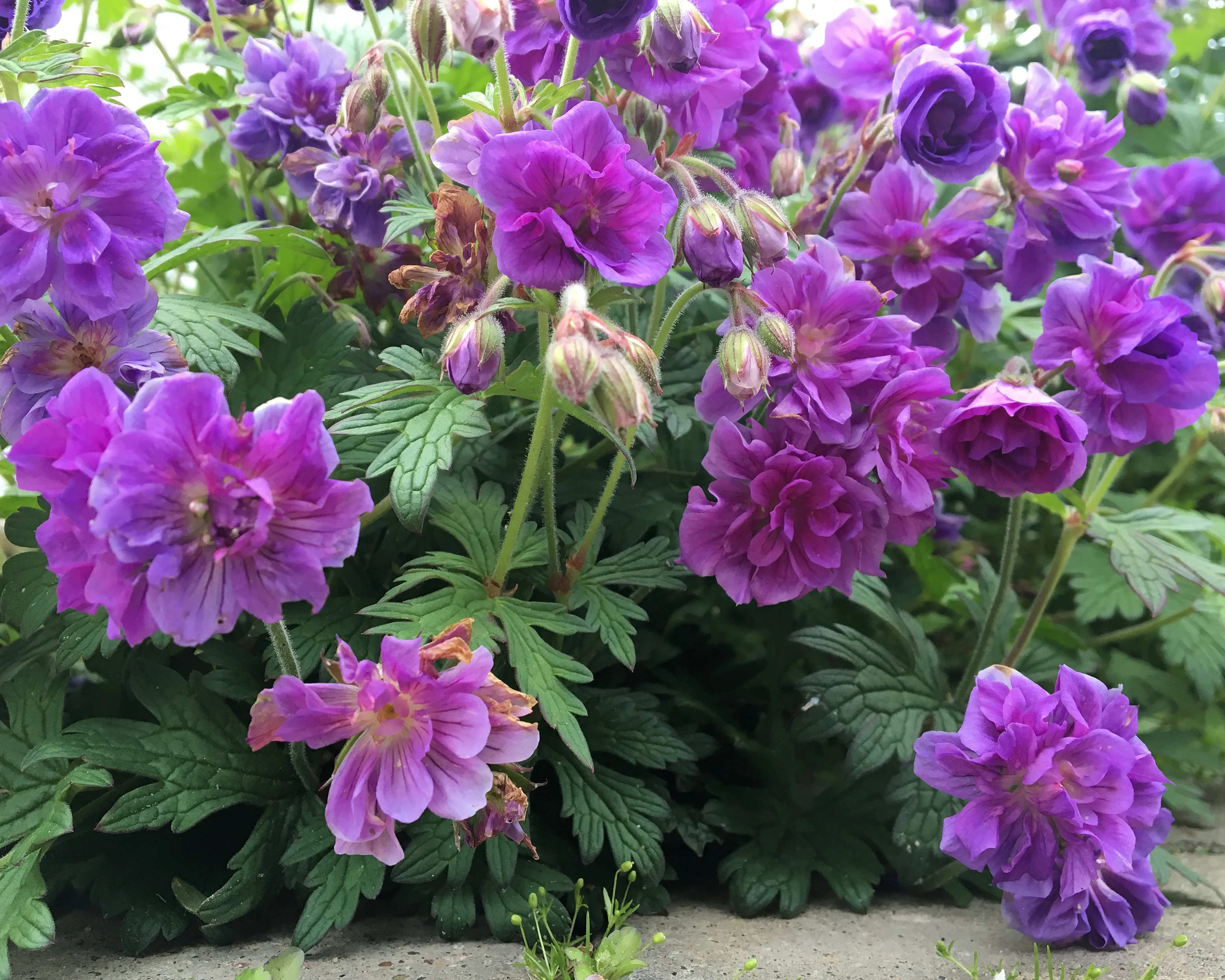 Geranium 'Plenum' - Image 4