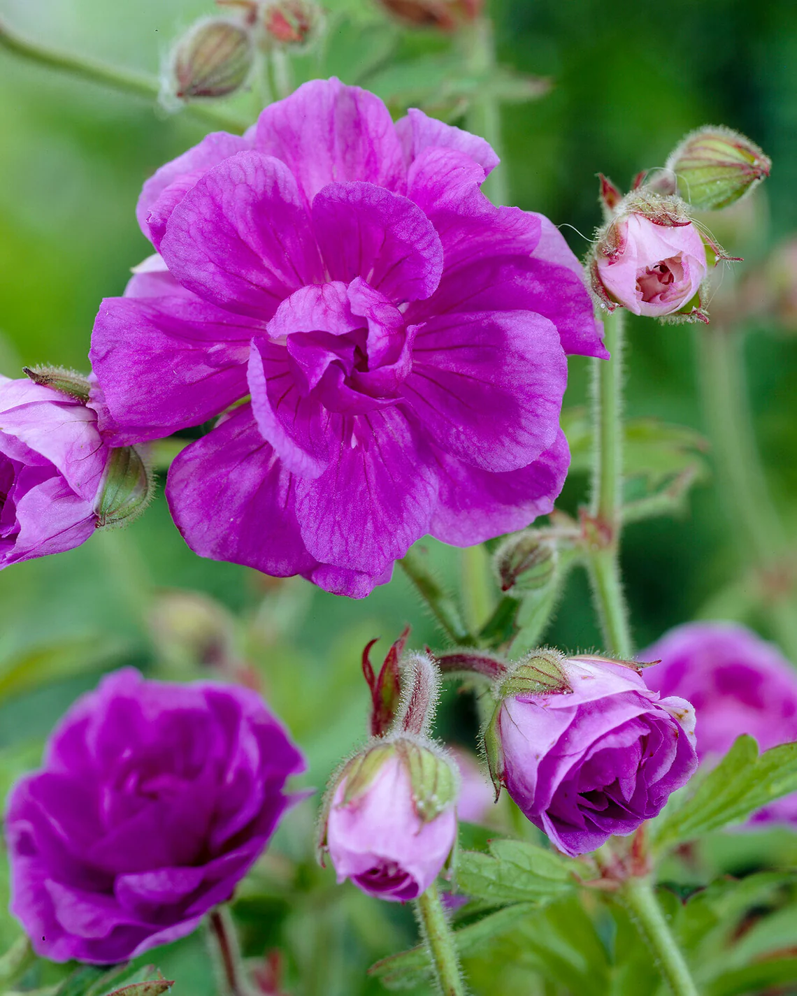 Geranium 'Plenum' - Image 5