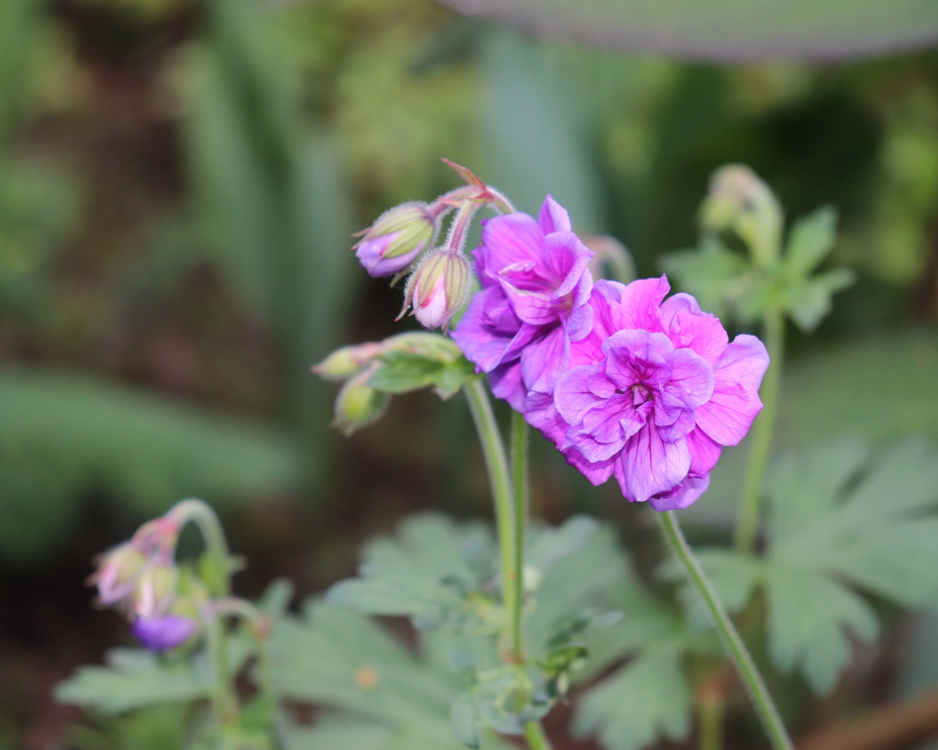 Geranium 'Plenum' - Image 6