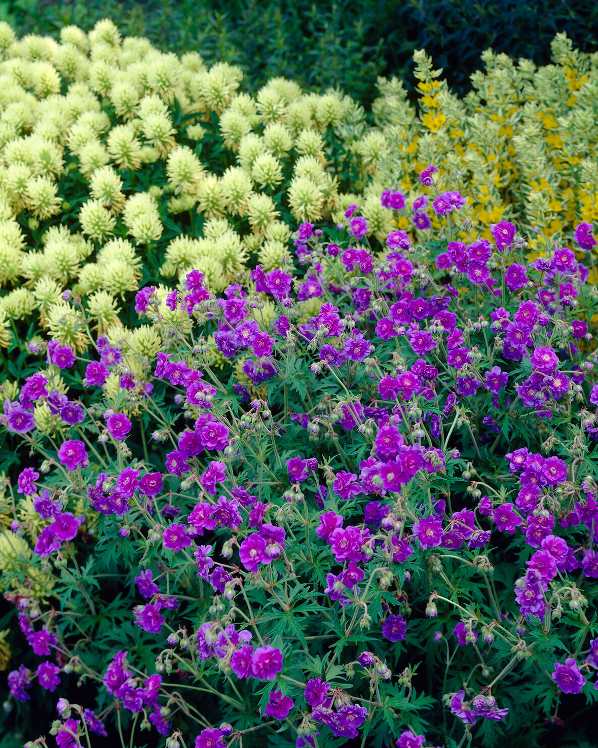 Geranium 'Plenum' - Image 7
