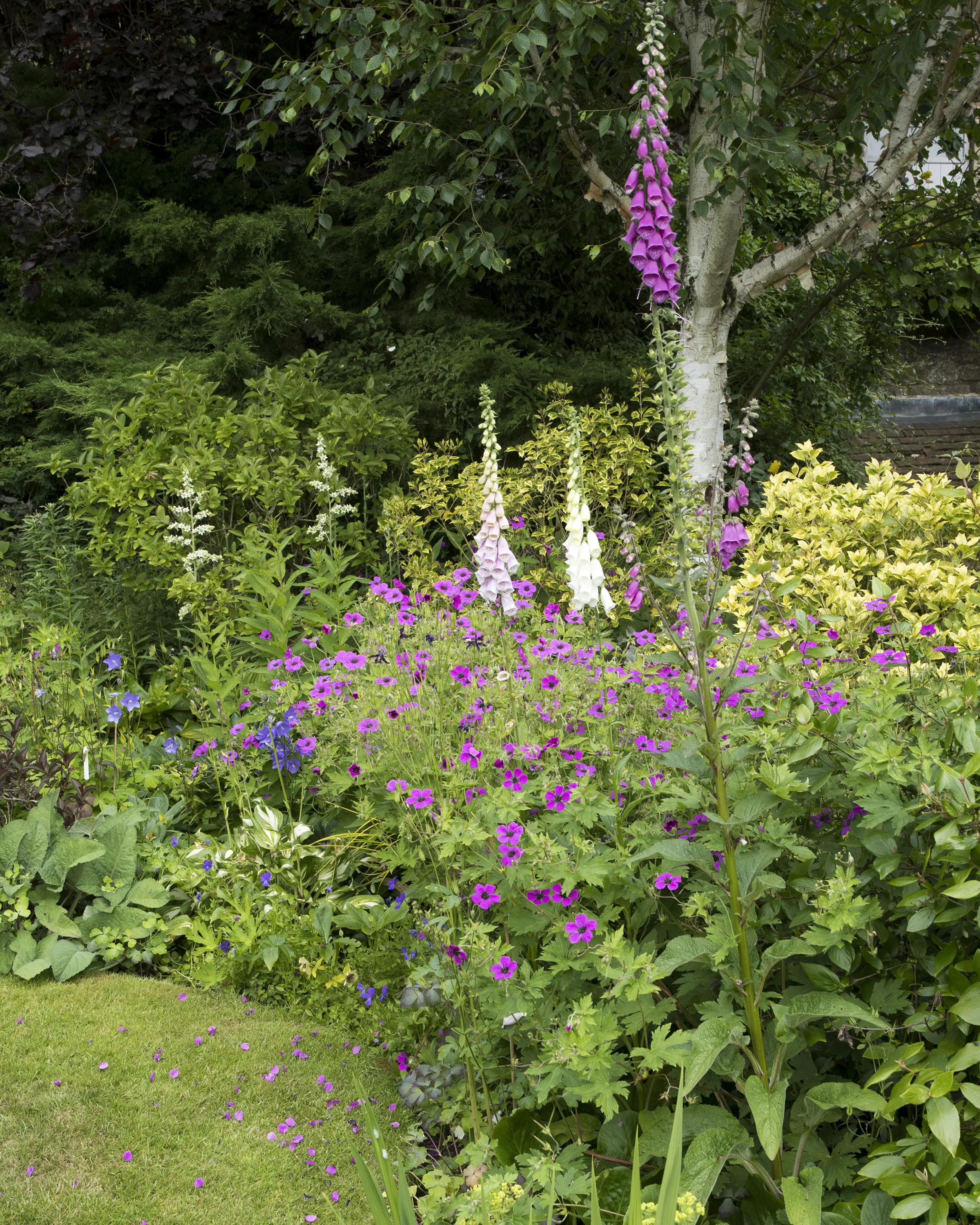 Geranium 'Ivan' - Image 5
