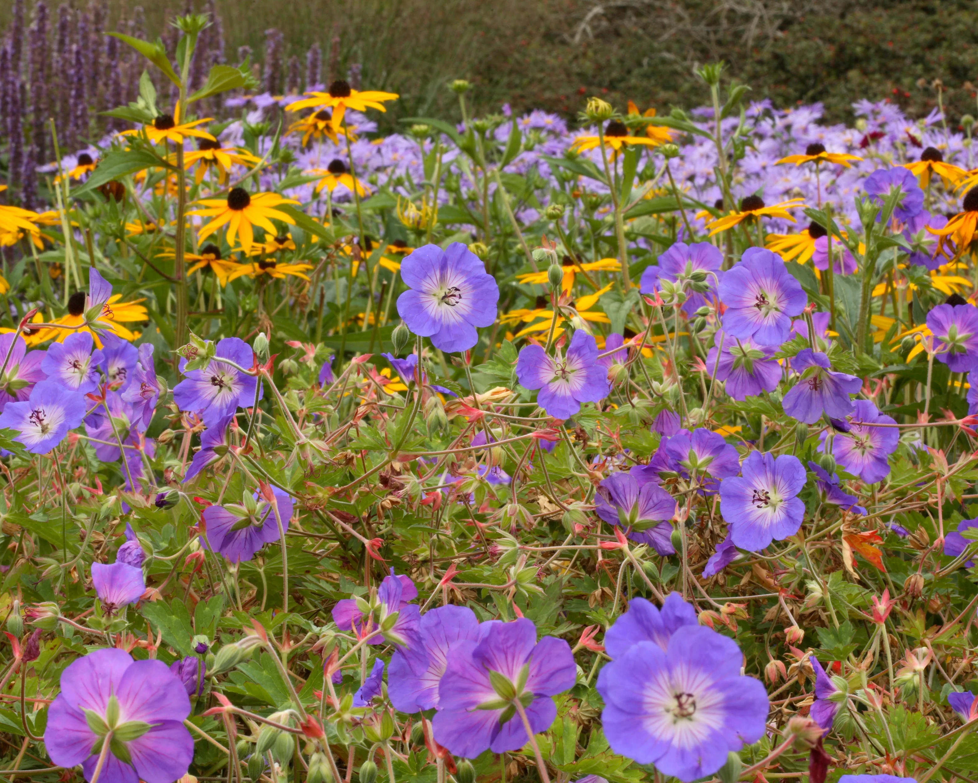 Geranium 'Rozanne' - Image 5