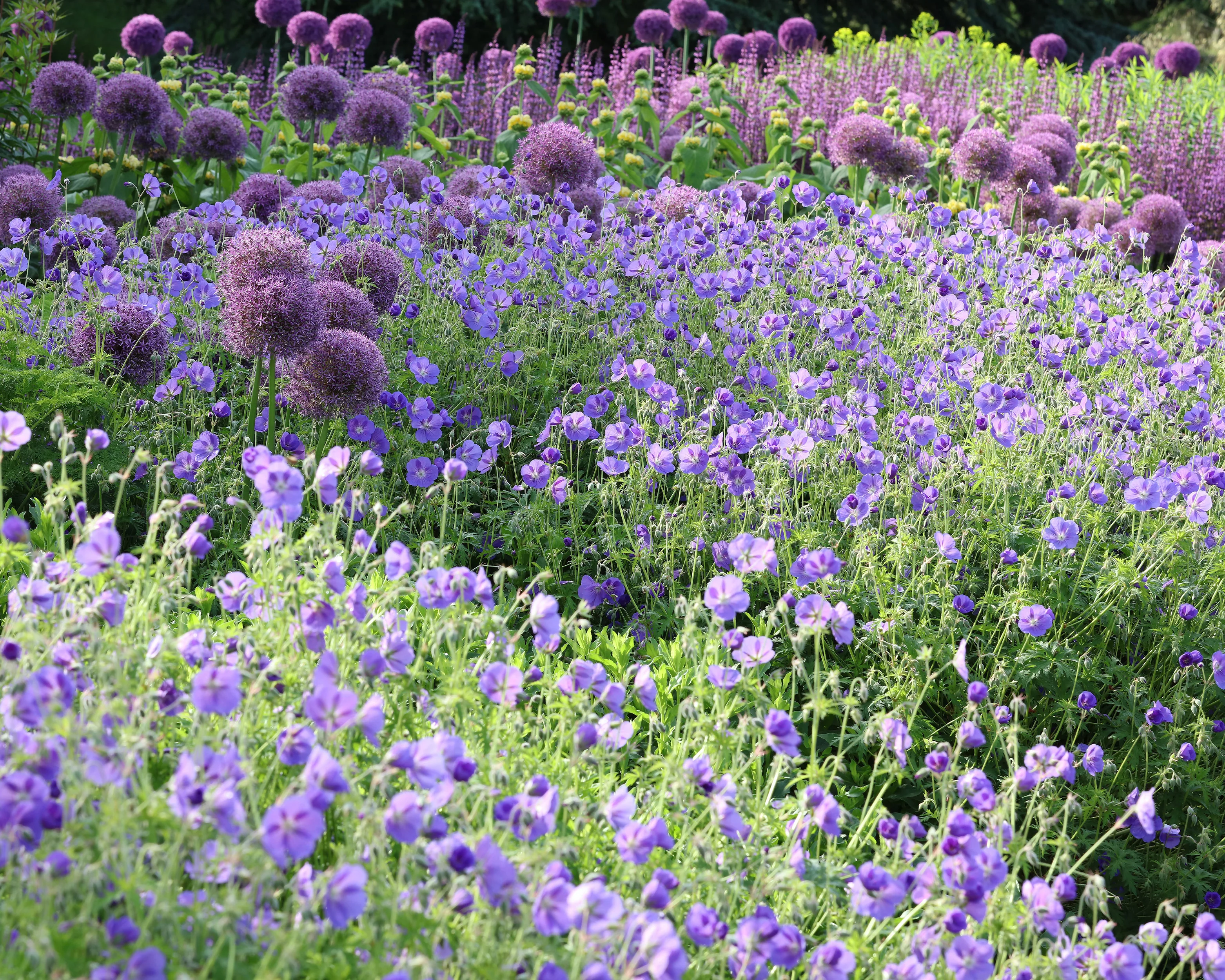 Geranium 'Rozanne' - Image 7