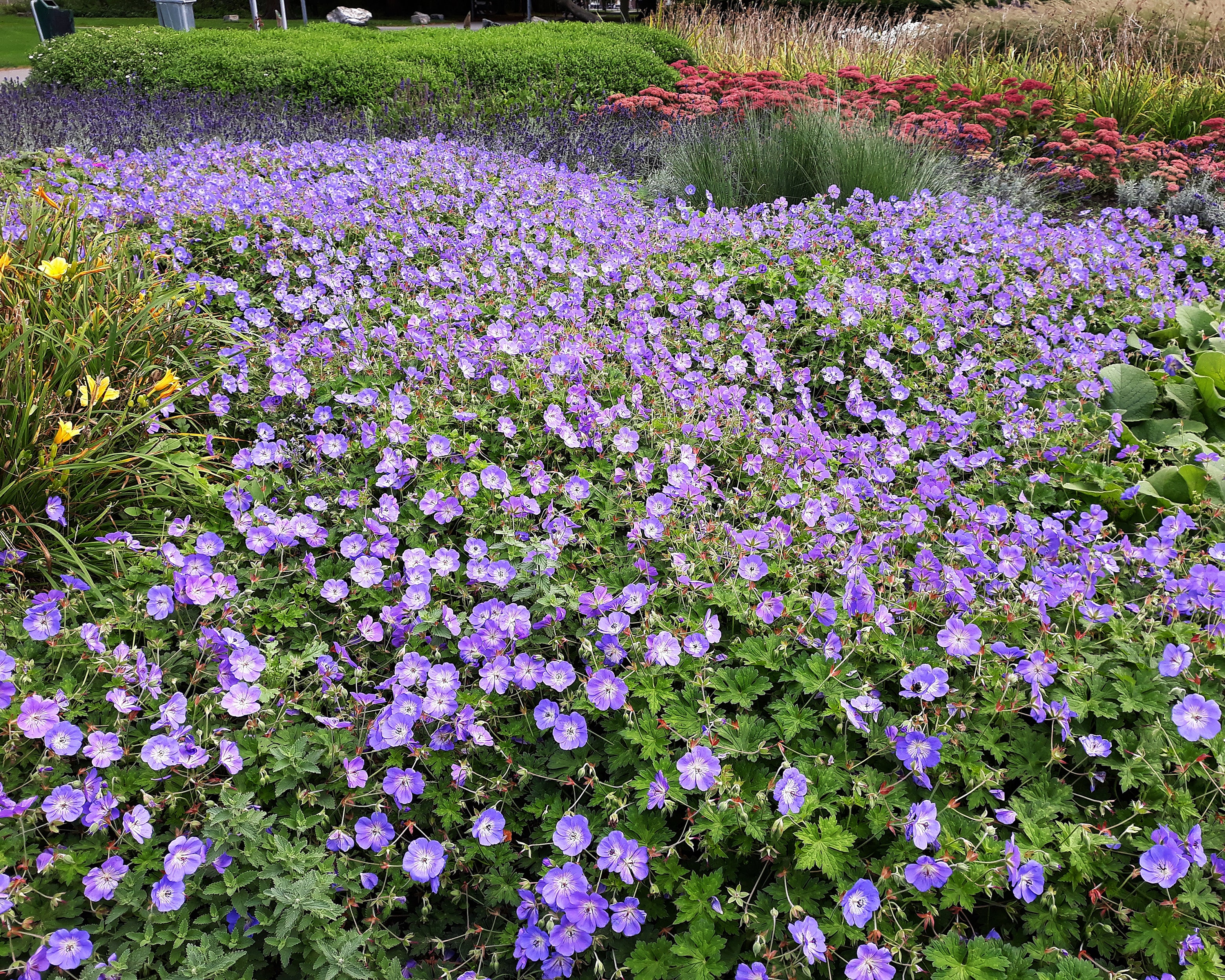 Geranium 'Rozanne' - Image 8