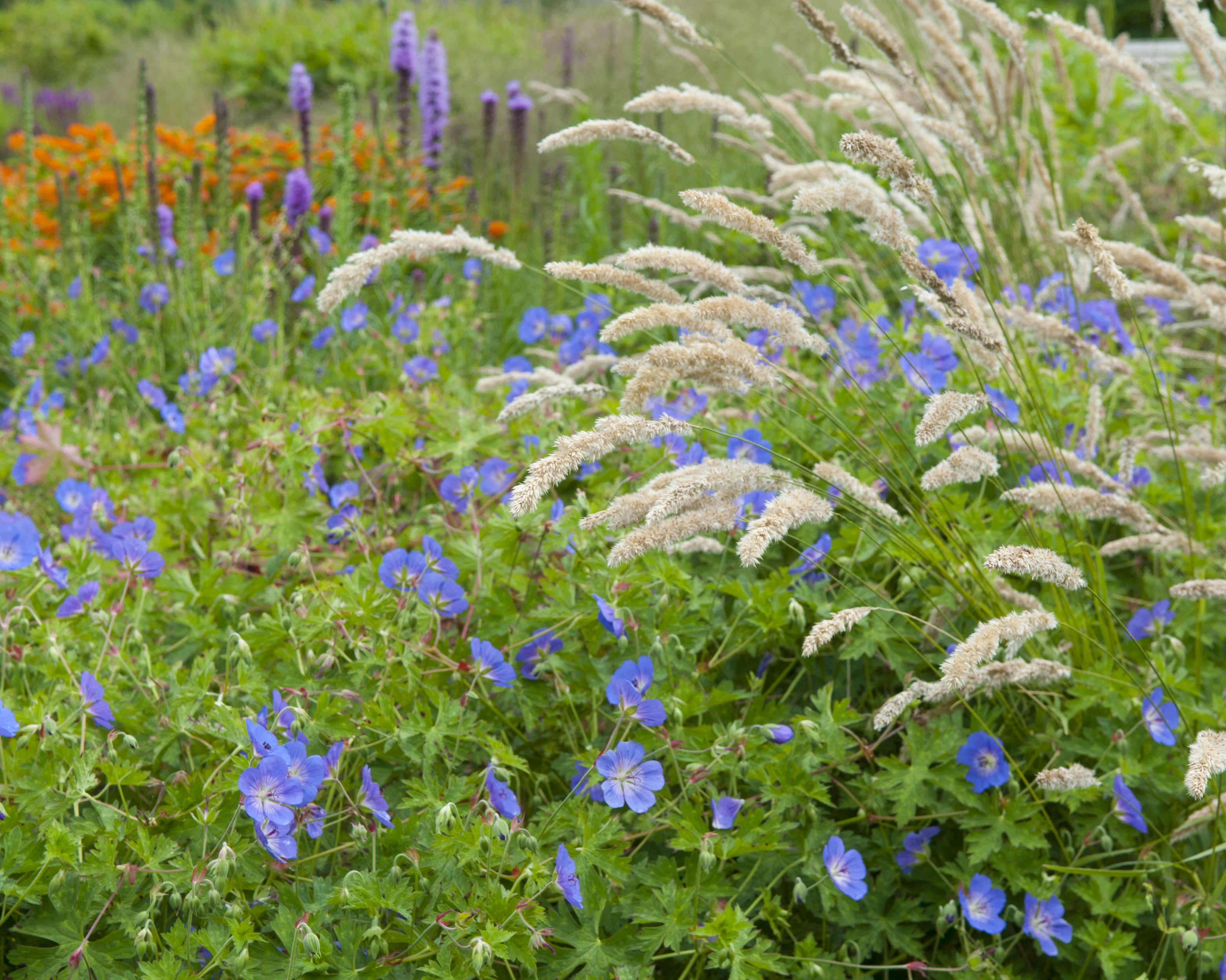 Geranium 'Rozanne' - Image 9