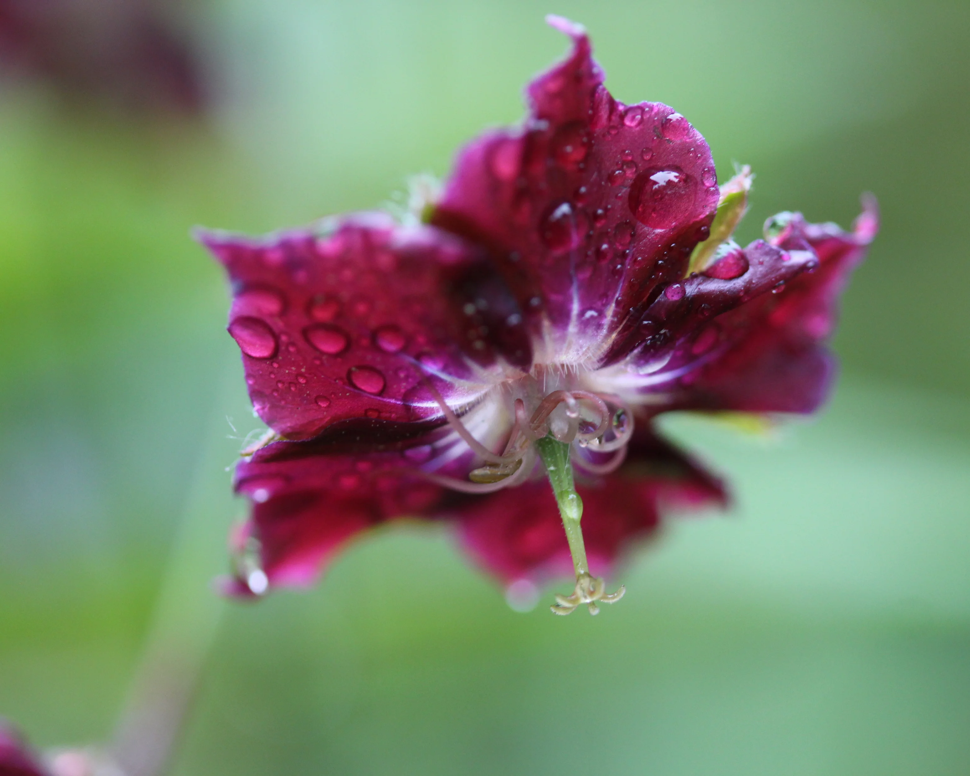 Geranium 'Samobor' - Image 3
