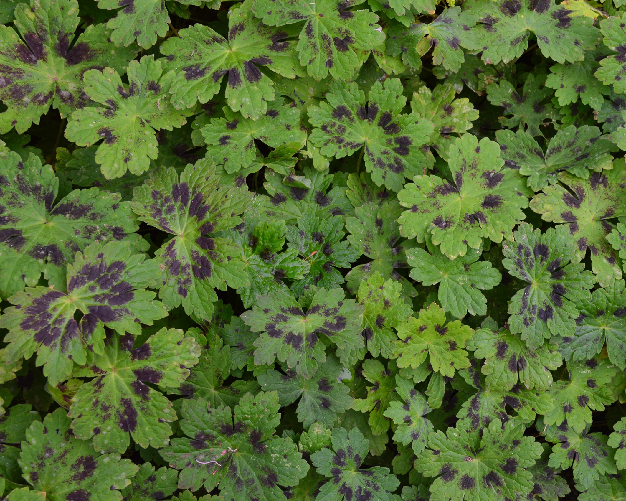 Geranium 'Samobor' - Image 5