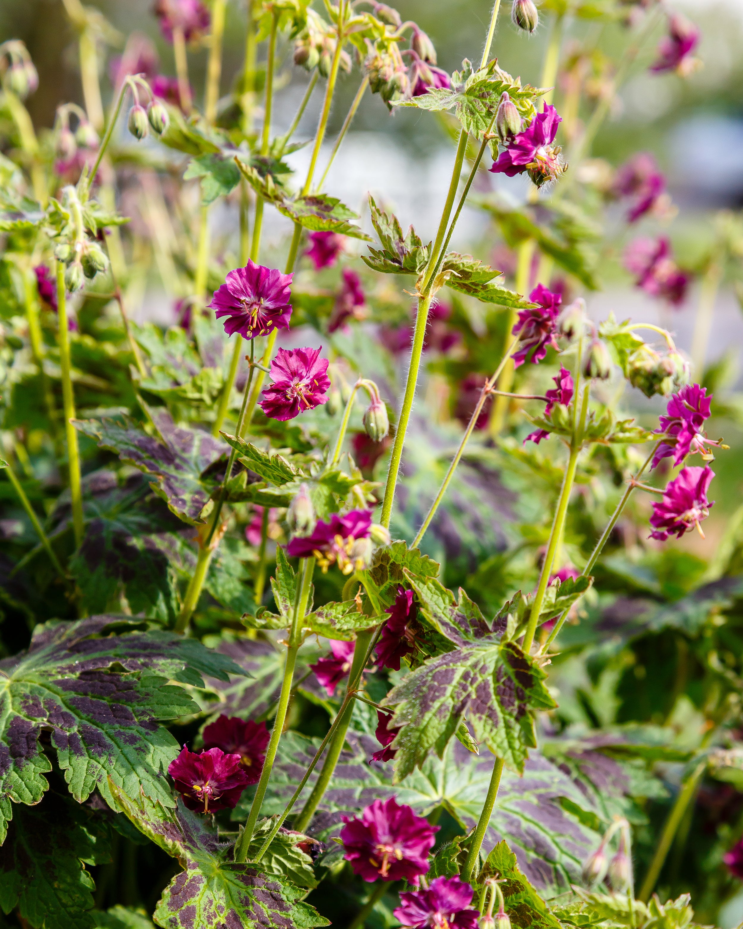 Geranium 'Samobor' - Image 6