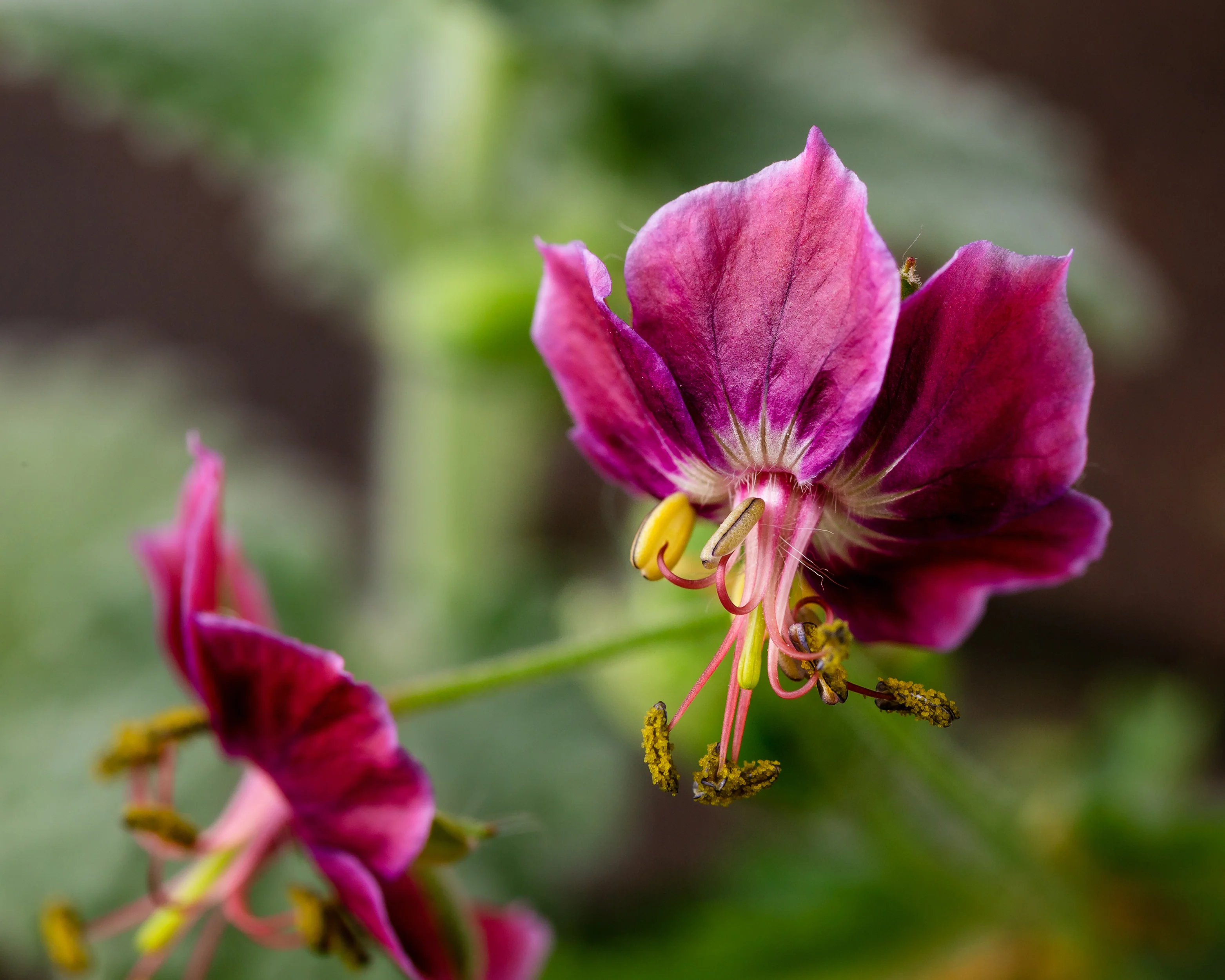 Geranium 'Samobor' - Image 7