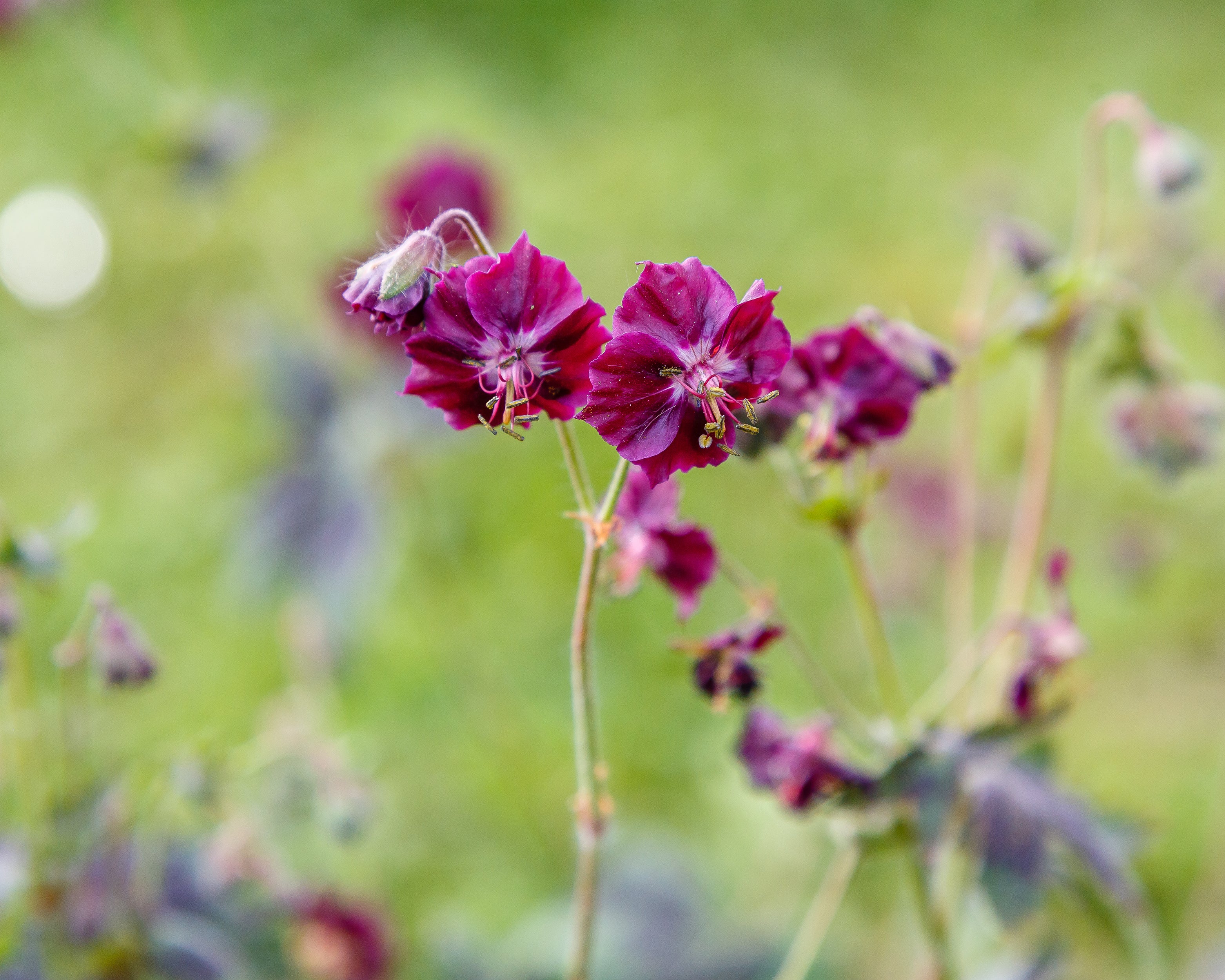 Geranium 'Samobor' - Image 8