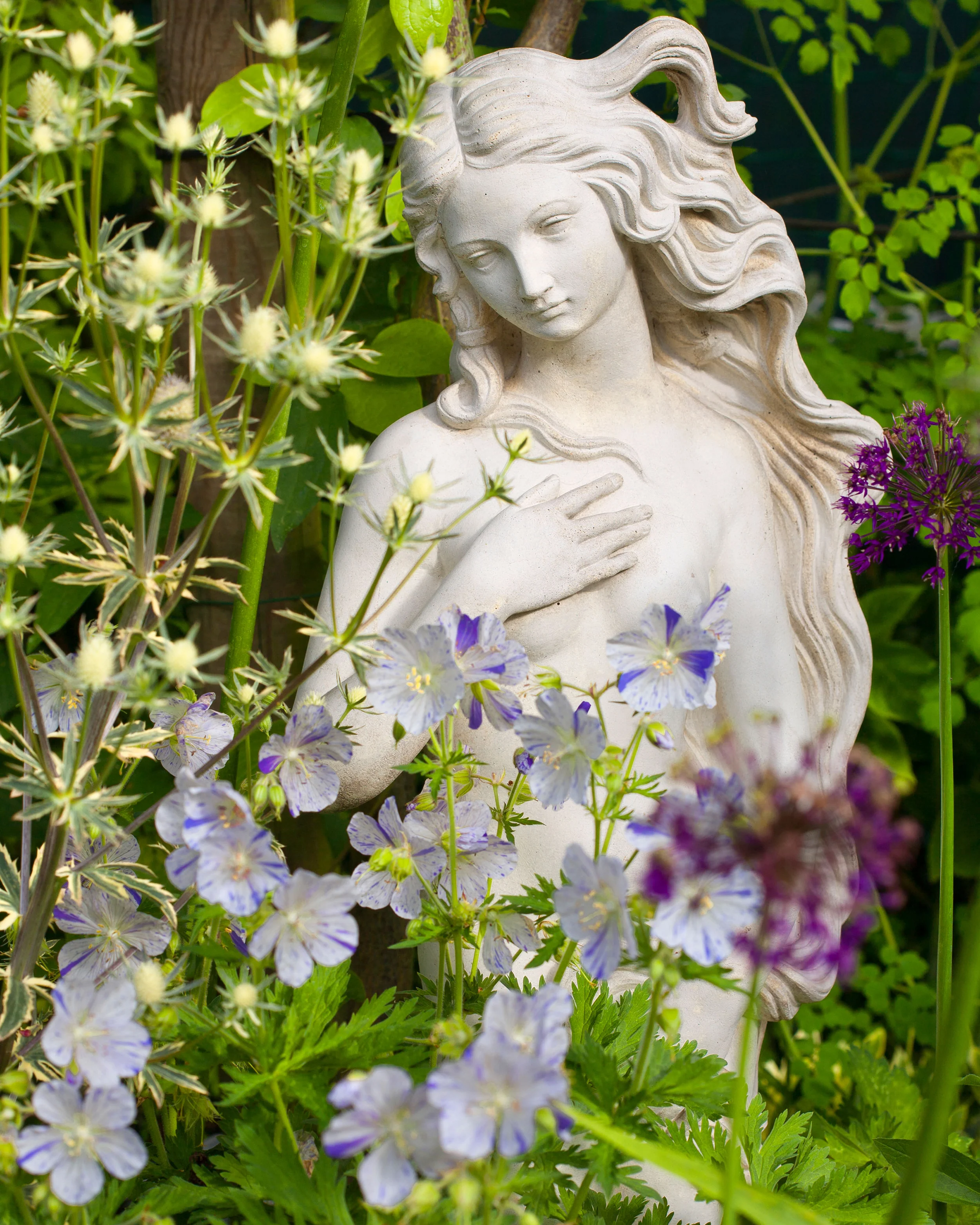 Geranium 'Splish-Splash' - Image 6
