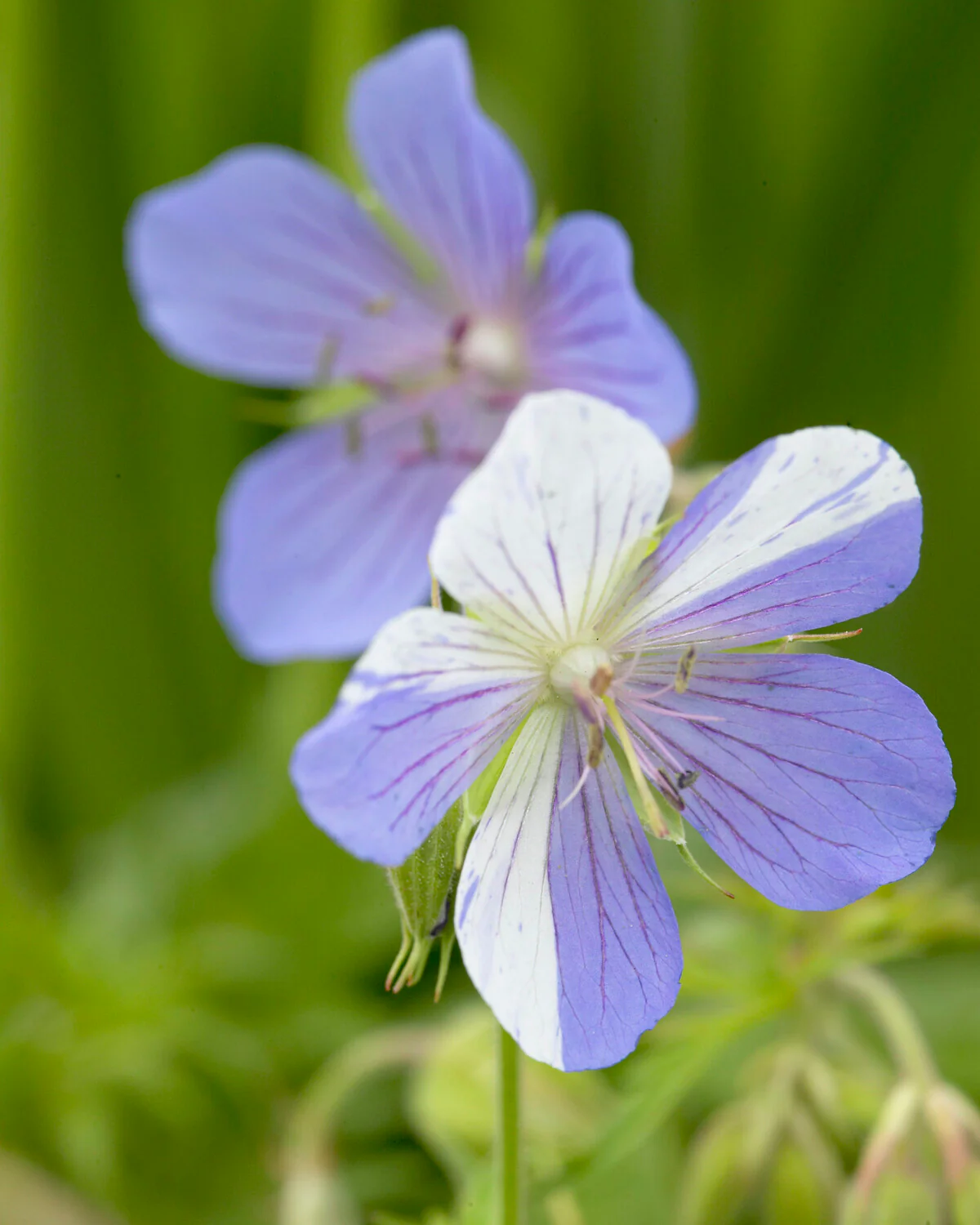 Geranium 'Splish-Splash' - Image 8