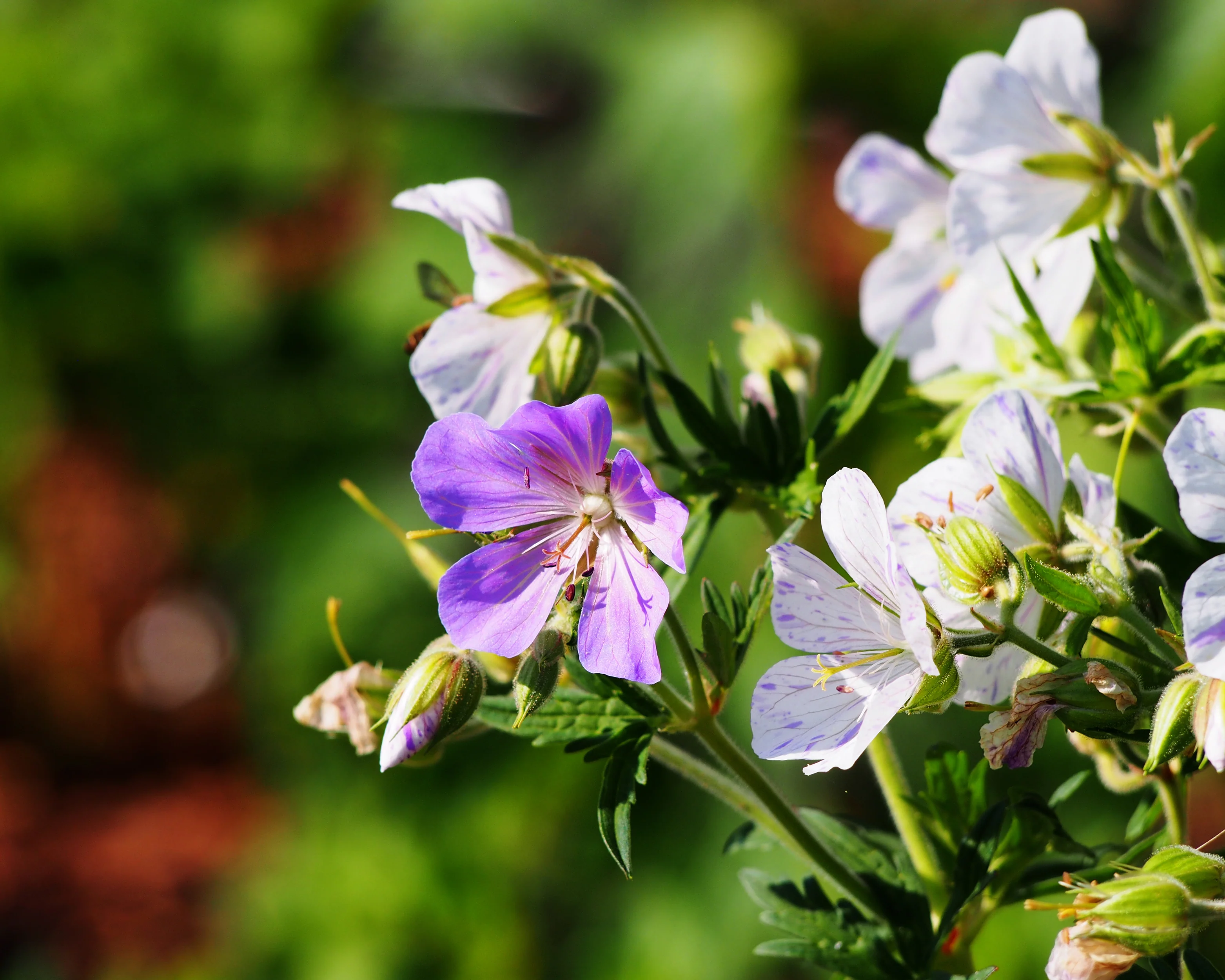 Geranium 'Splish-Splash' - Image 9