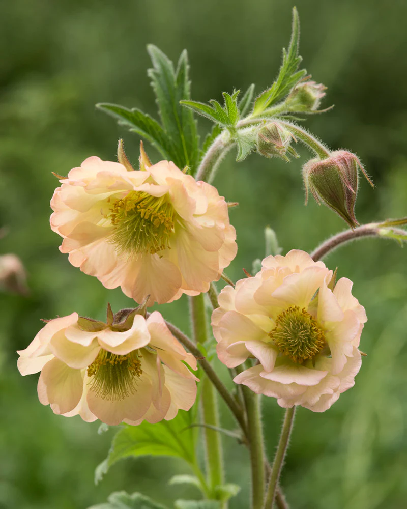 Geum 'Apricot Pearl' - Image 3