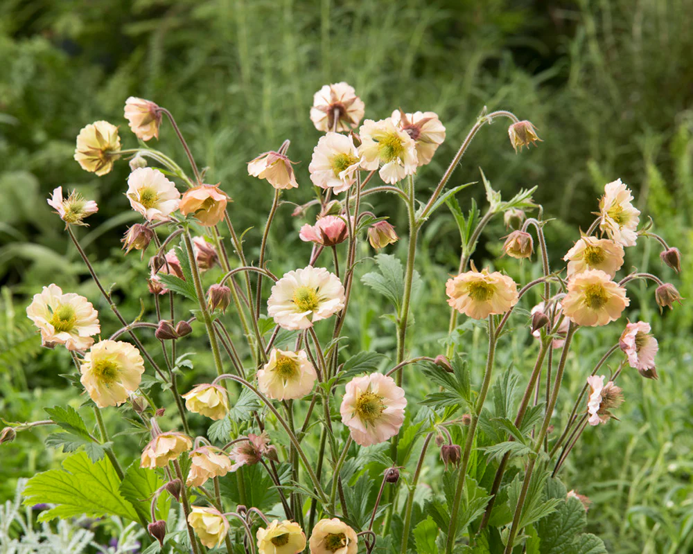 Geum 'Apricot Pearl' - Image 4
