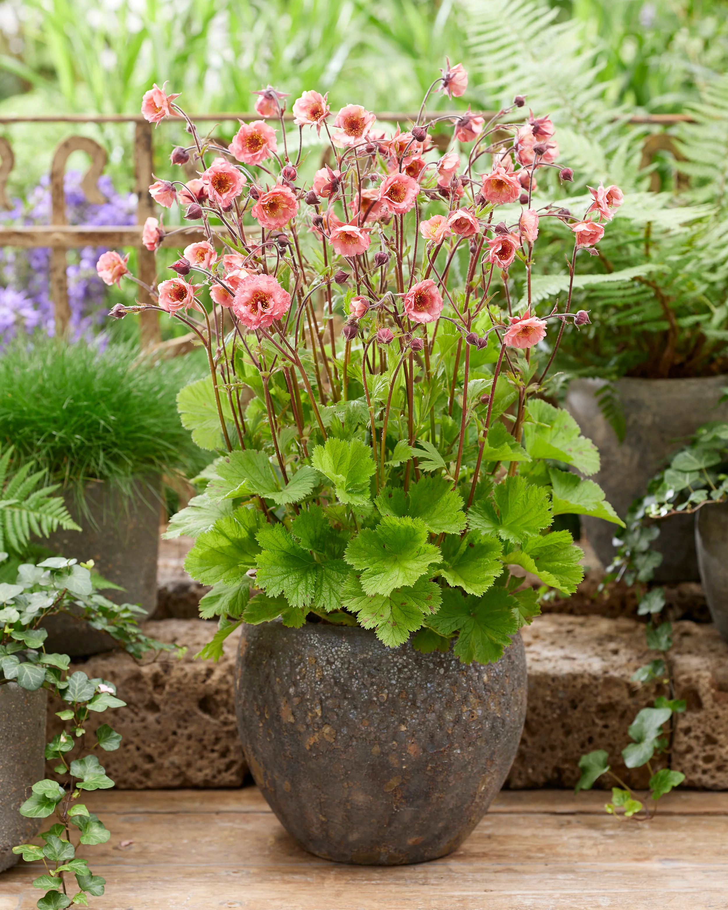 Geum 'Battenberg Cake' - Image 4