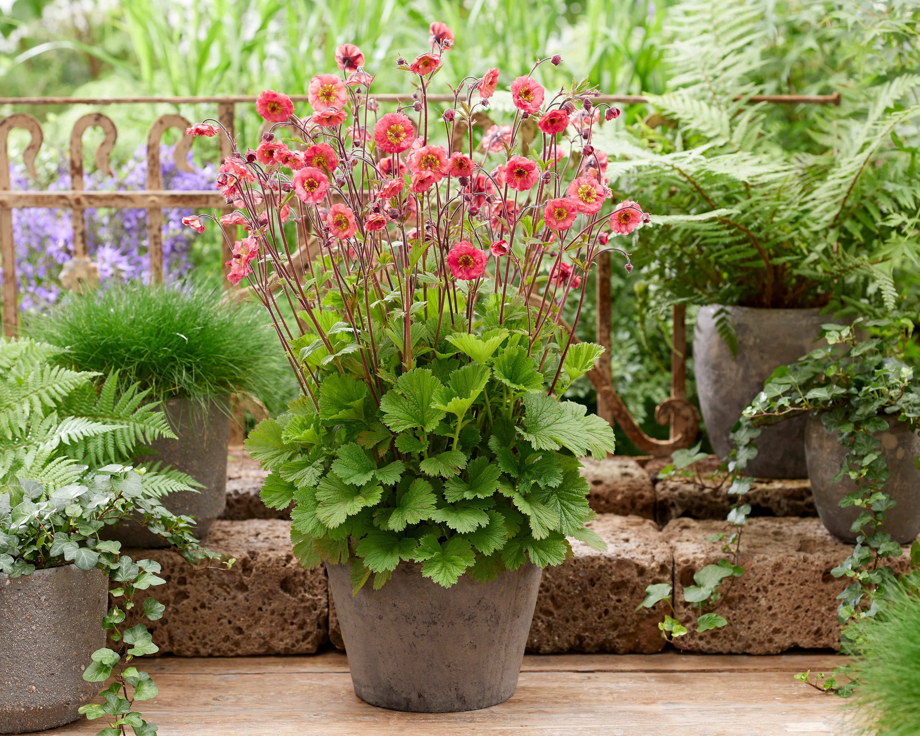 Geum 'Cherry Bakewell' - Image 2