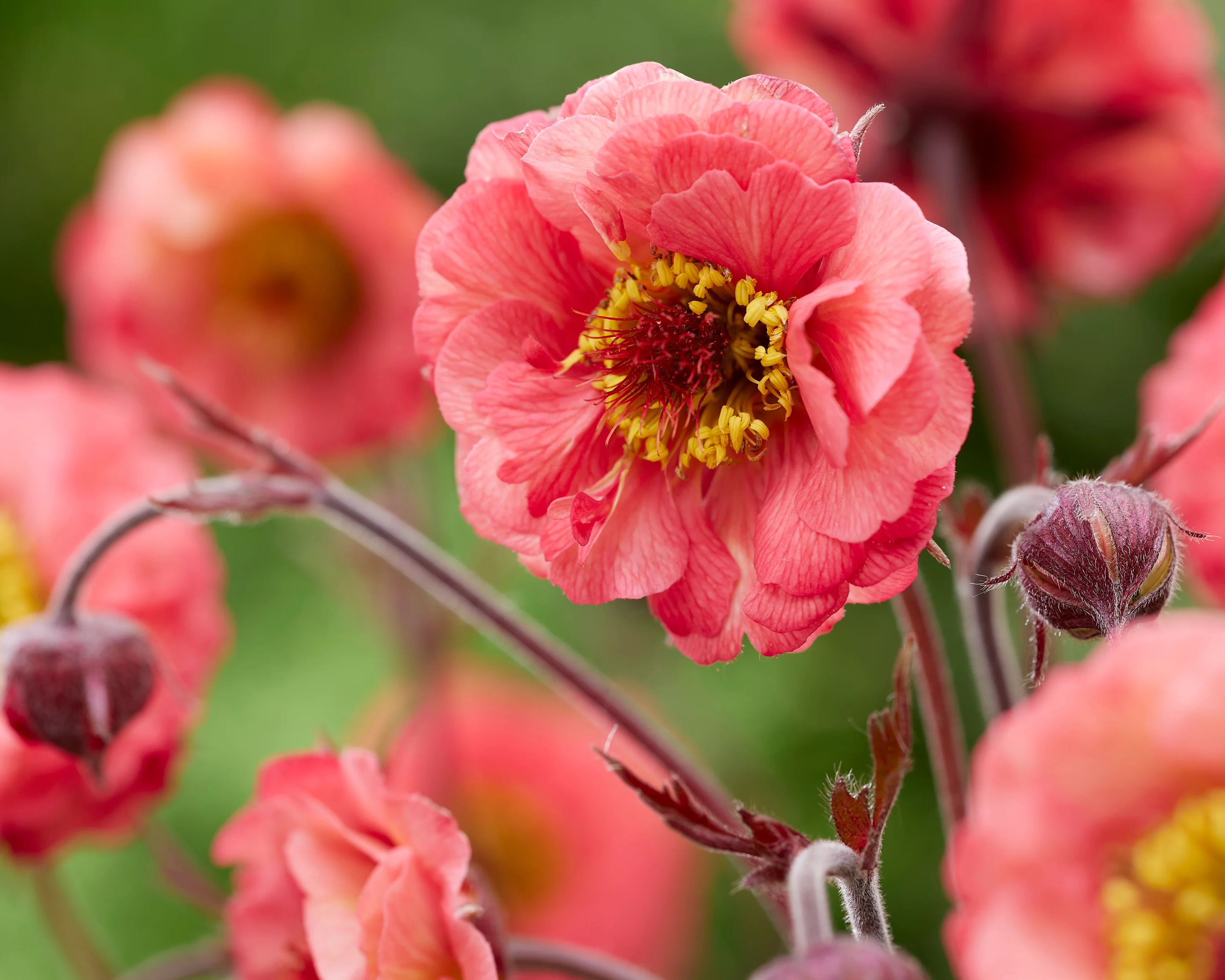 Geum 'Cherry Bakewell' - Image 3