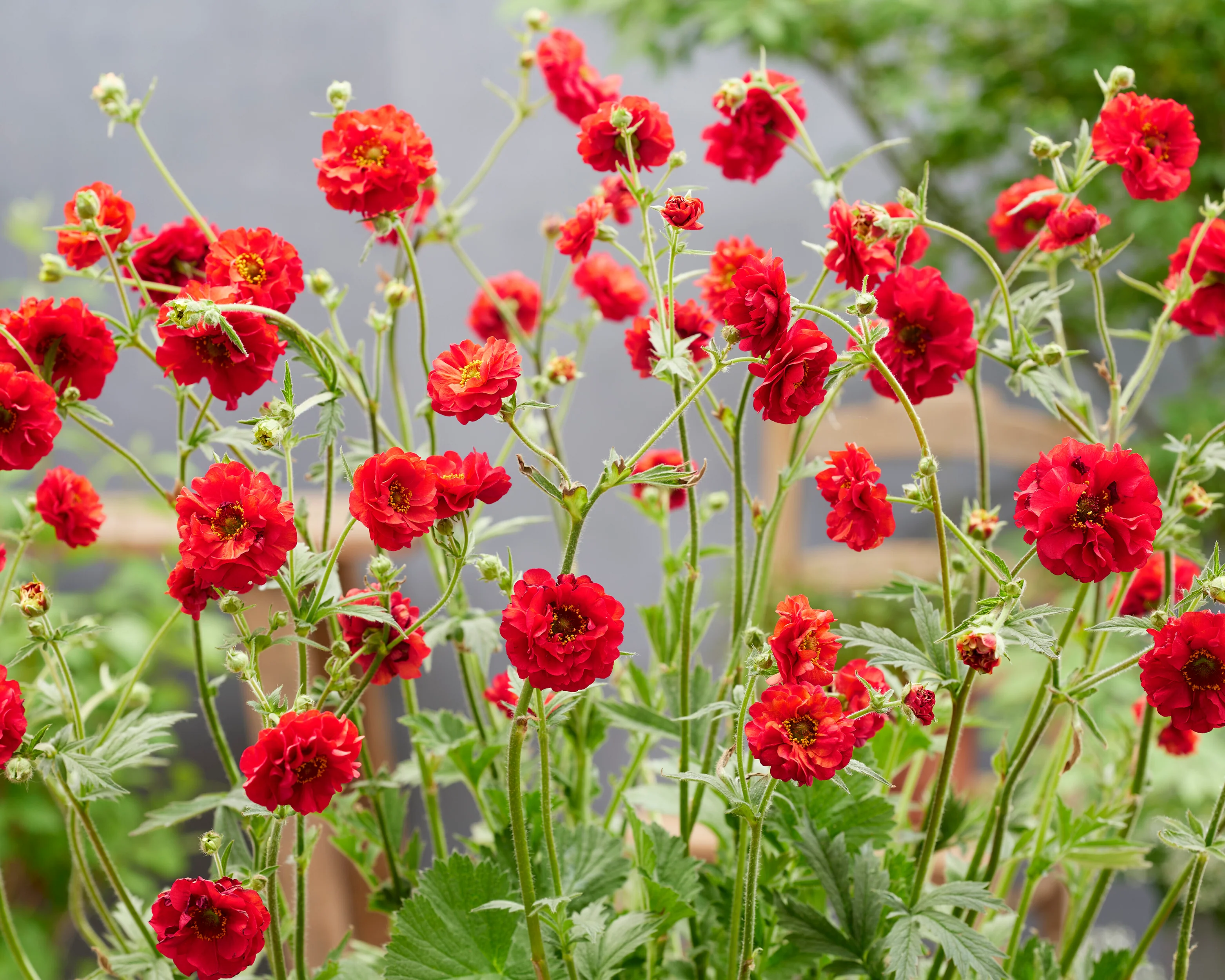 Geum 'Firestarter' - Image 10