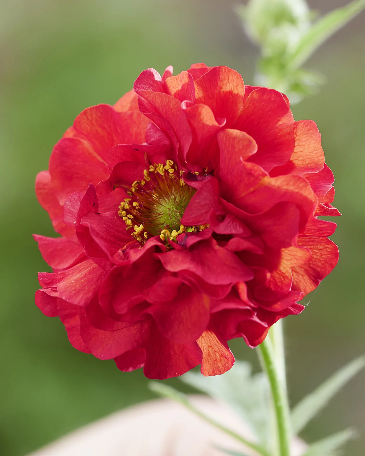 Geum 'Firestarter' - Image 3