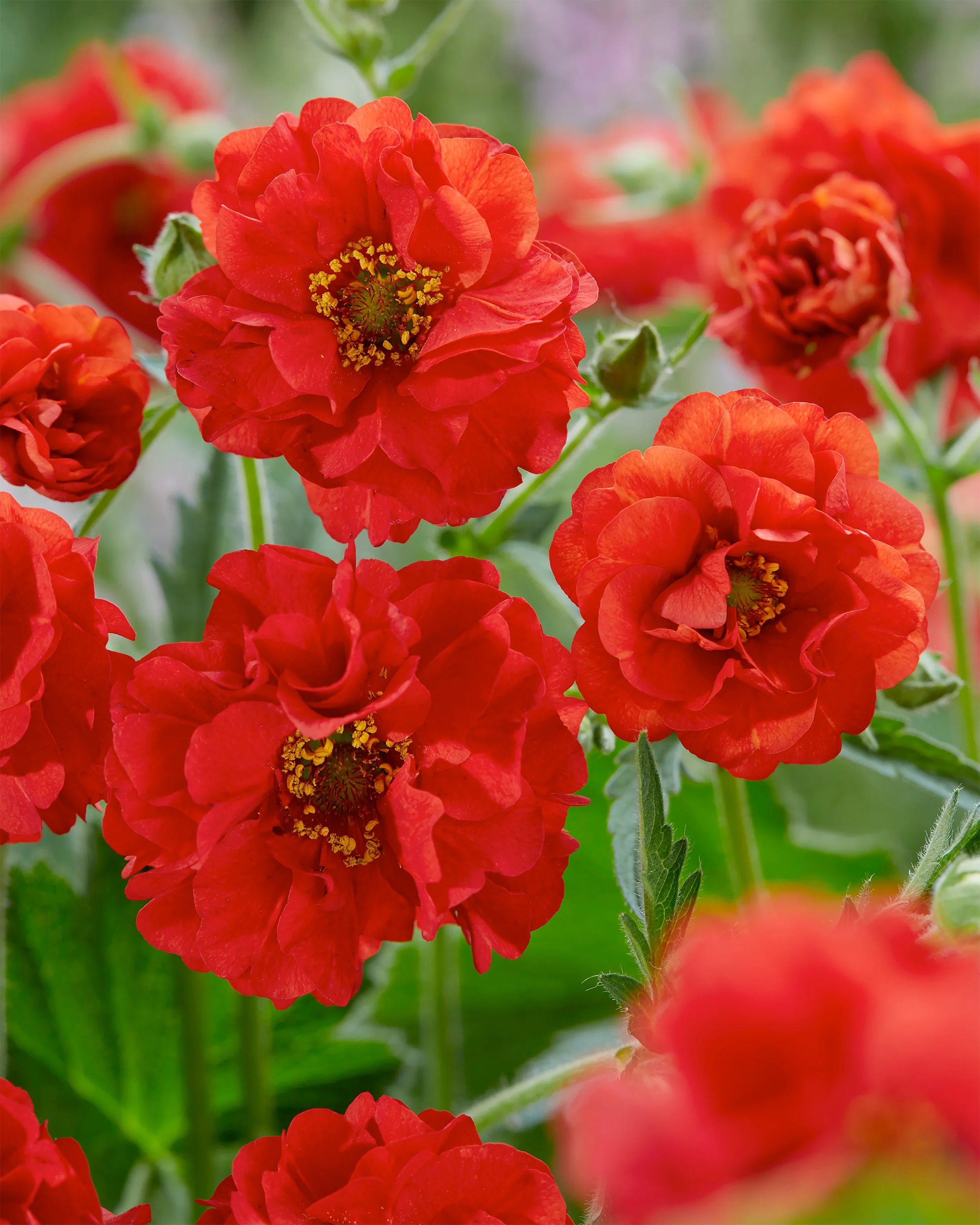 Geum 'Firestarter' - Image 5