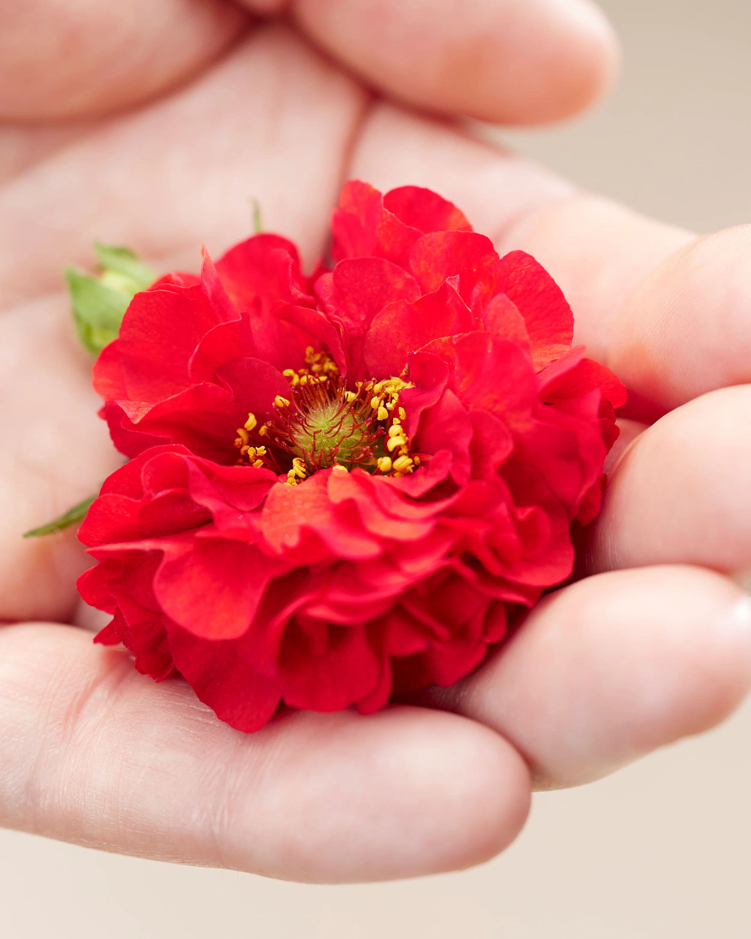 Geum 'Firestarter' - Image 8