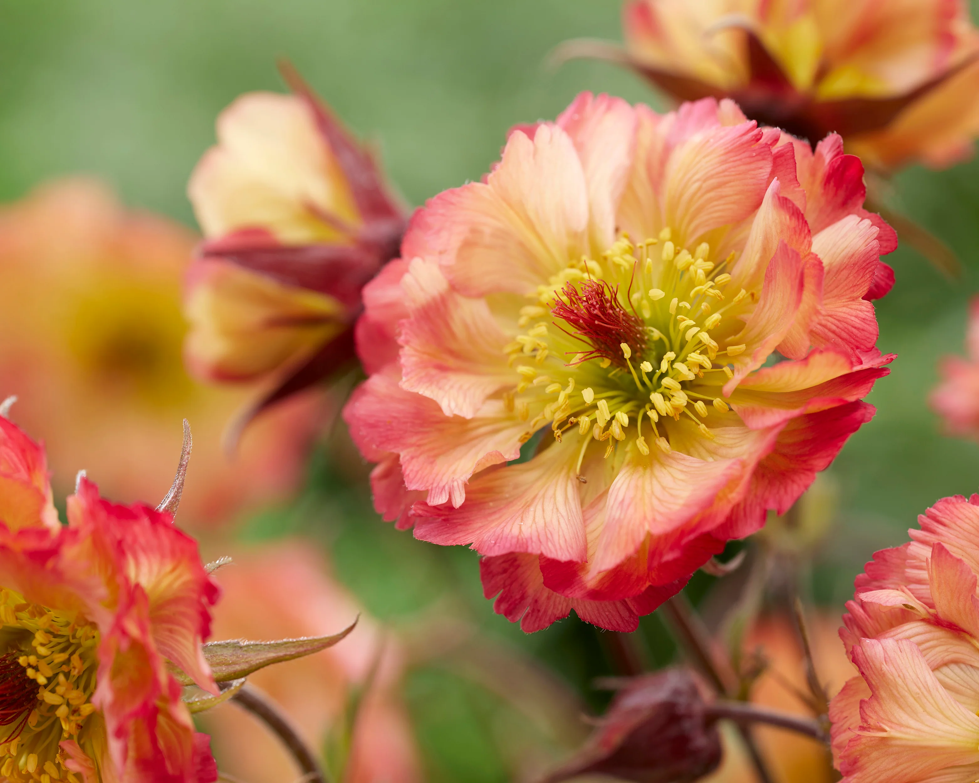 Geum 'Jam Roly-Poly' - Image 3