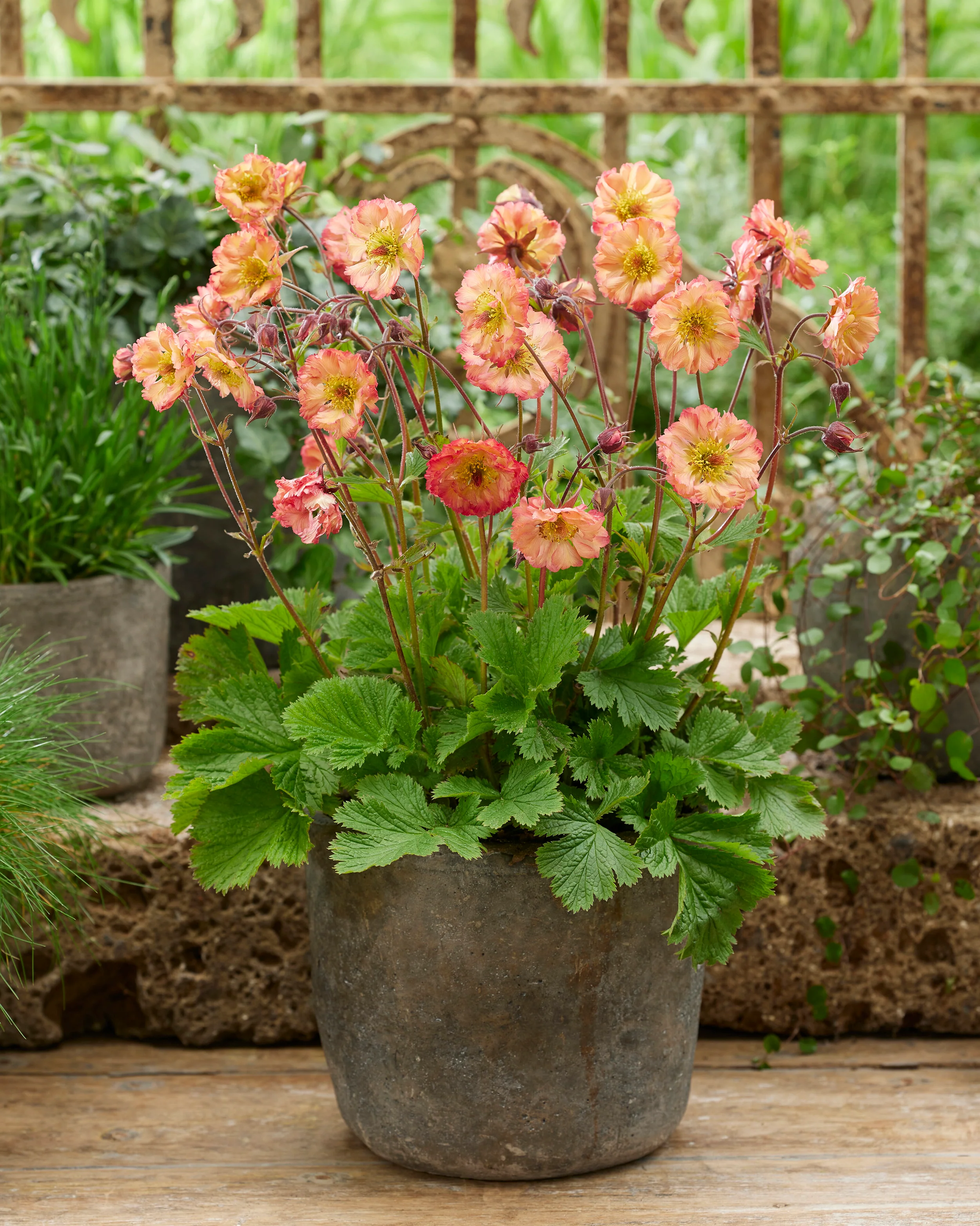 Geum 'Jam Roly-Poly' - Image 4