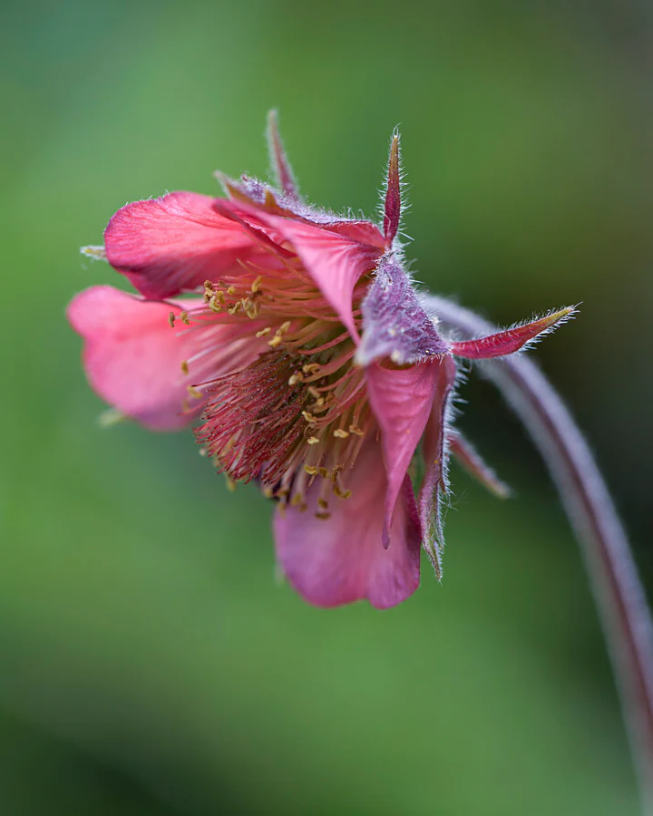 Geum 'Leonard's Variety' - Image 3