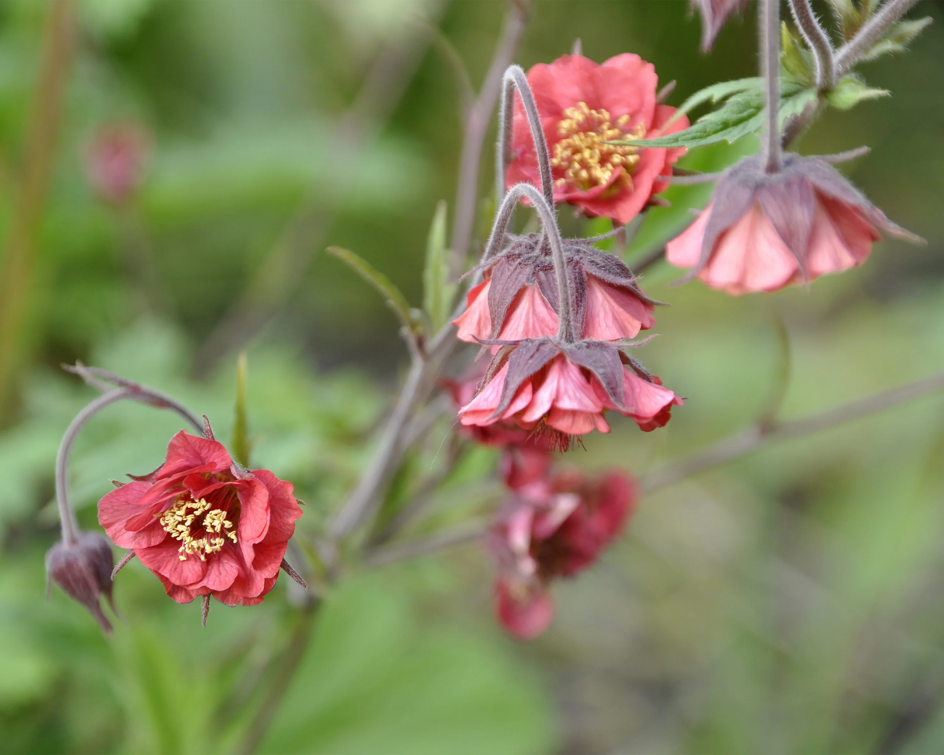 Geum 'Leonard's Variety' - Image 5