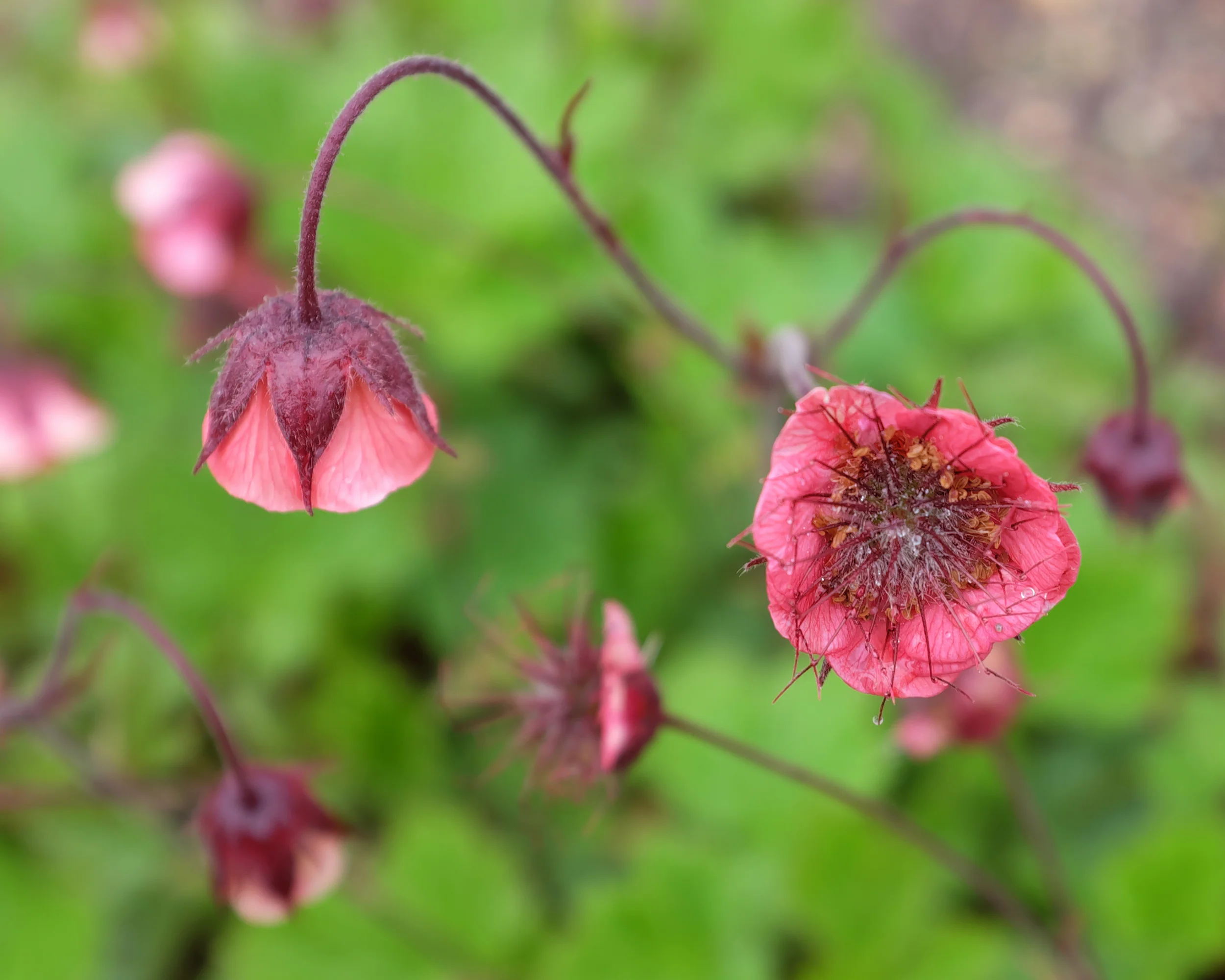 Geum 'Leonard's Variety' - Image 7