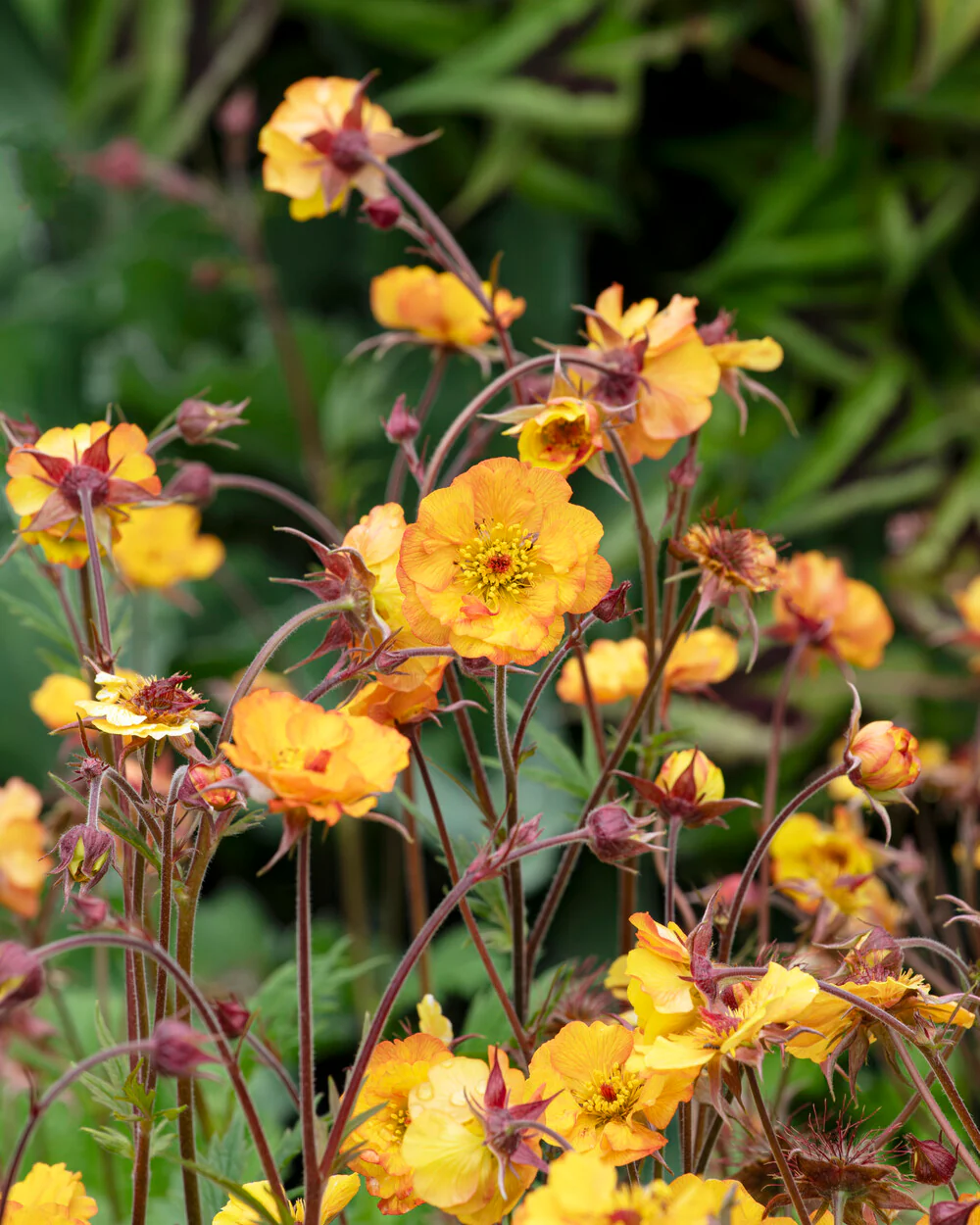 Geum 'Mango Lassi' - Image 3
